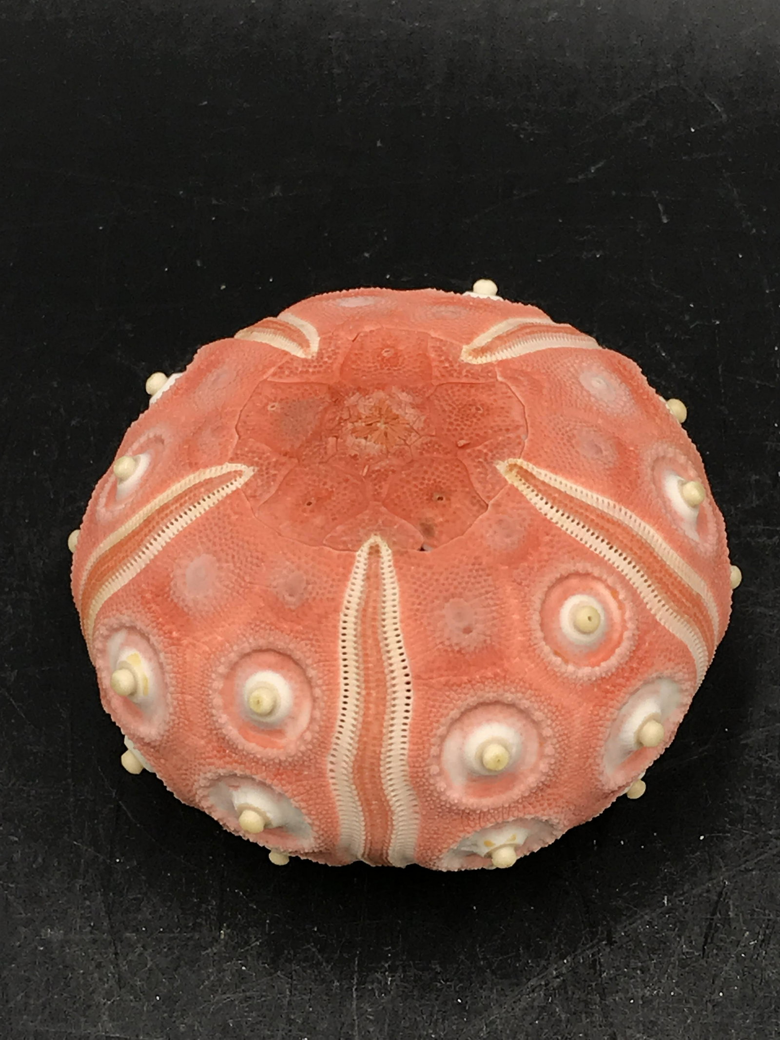 Seashell: Red Orange Urchin: Seashell Red Orange Urchin
