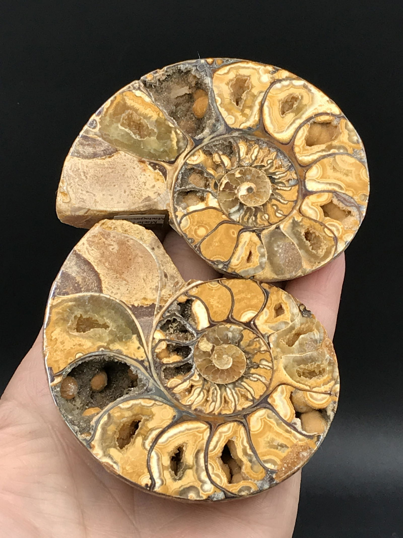 Fossil Ammonite: Fossil Ammonite Split and Polished Madagascar