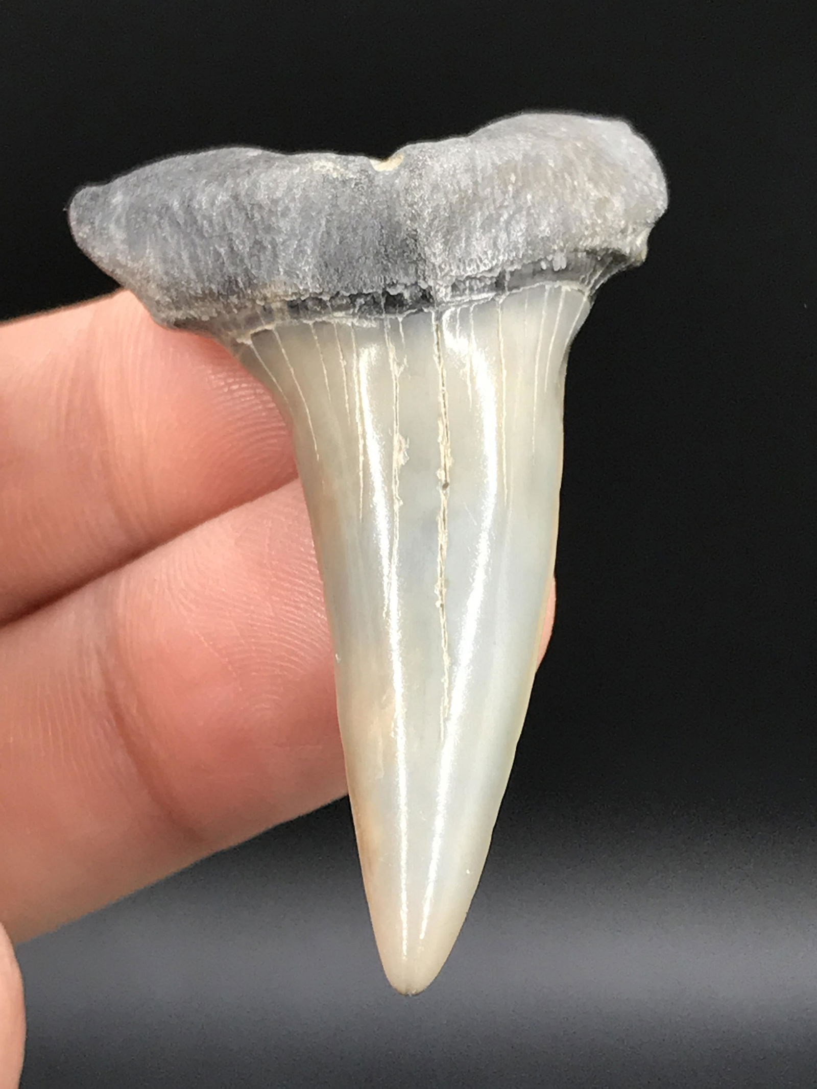 Fossil Shark Tooth: Mako: Fossil Shark Tooth Mako Isurus Destori 2"