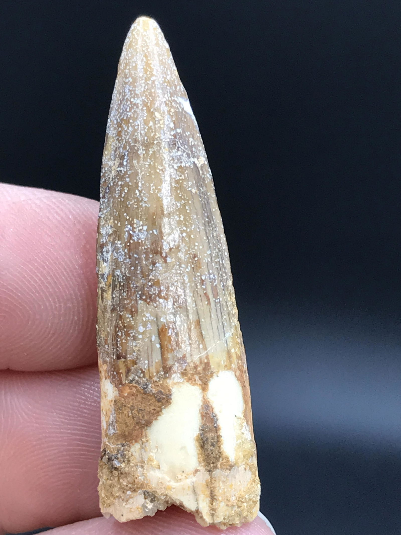 Fossil Dinosaur Tooth: Spinosaur: Fossil Dinosaur Tooth Spinosaurus 1.6"