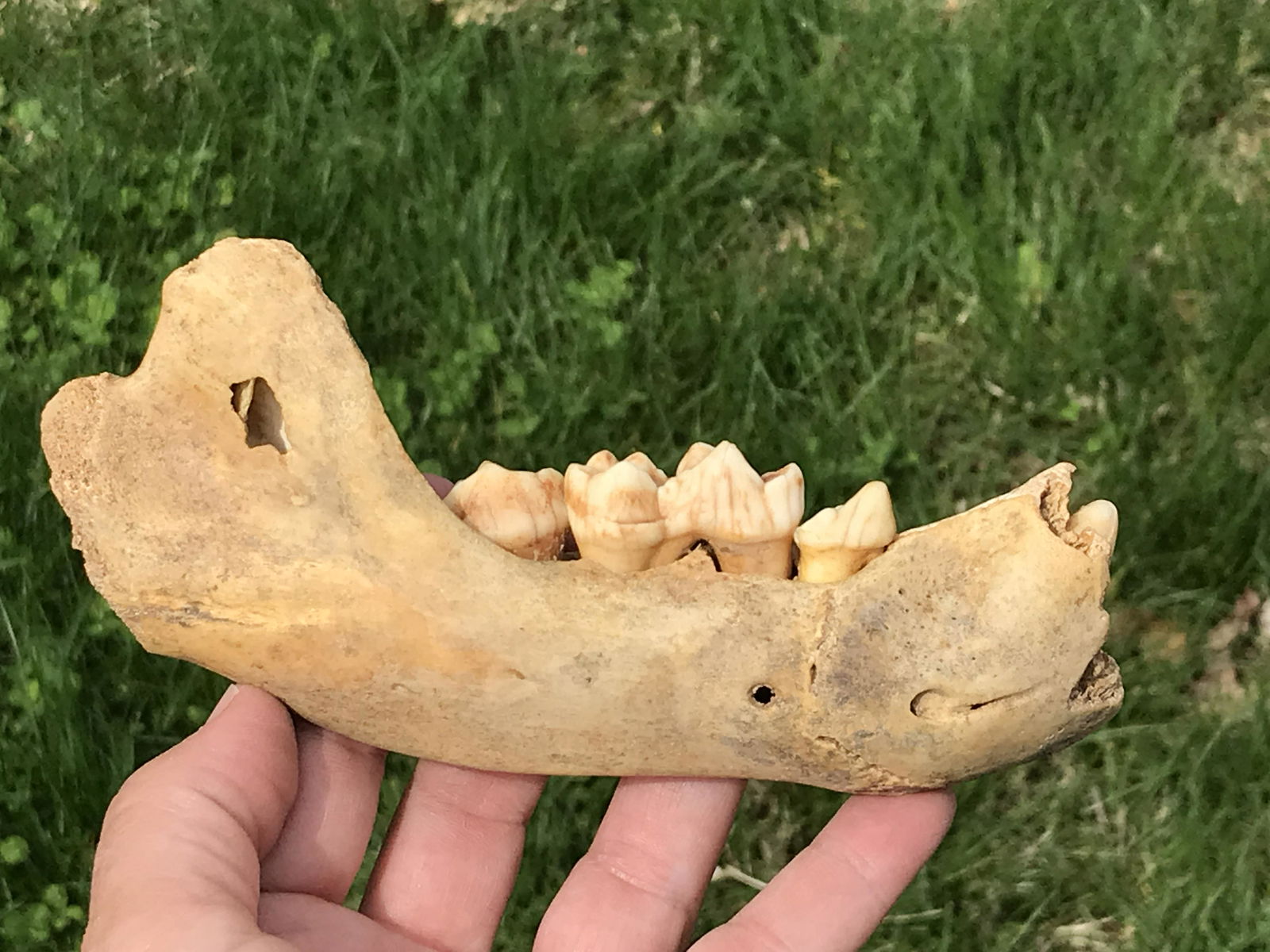 Fossil Cave Bear Jaw (1 of 4)