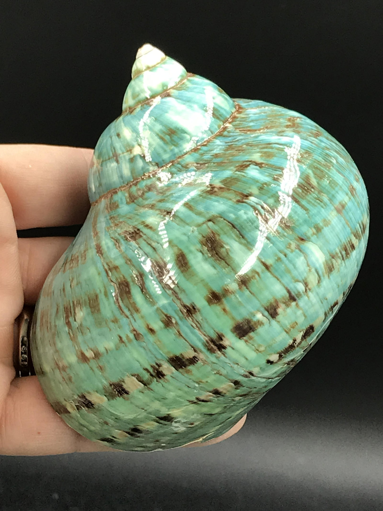 Seashell: Jade Turbo: Jade Turbo Shell