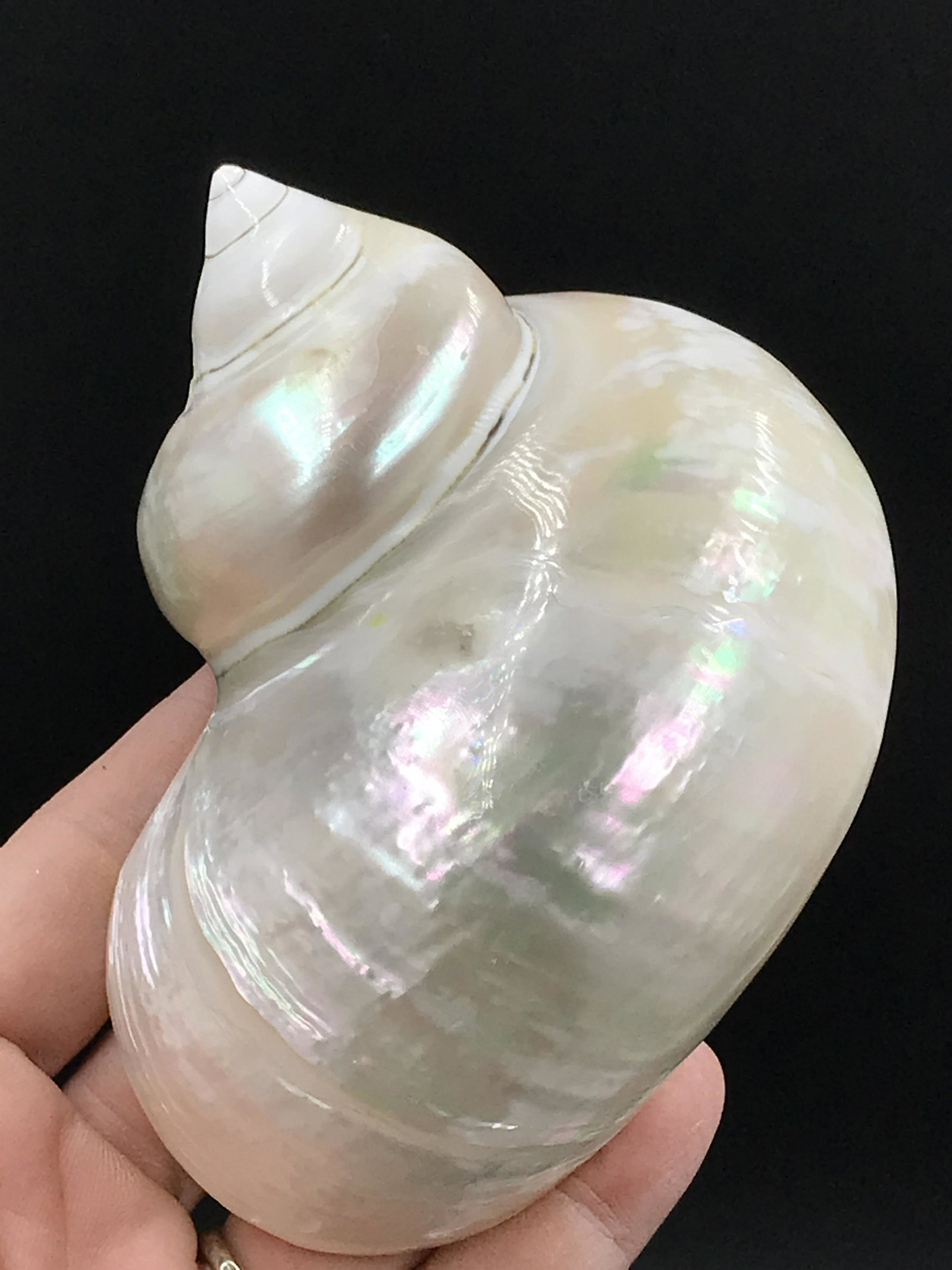 Seashell: "Pearlized" Jade Turbo: "Pearlized" Turbo Shell