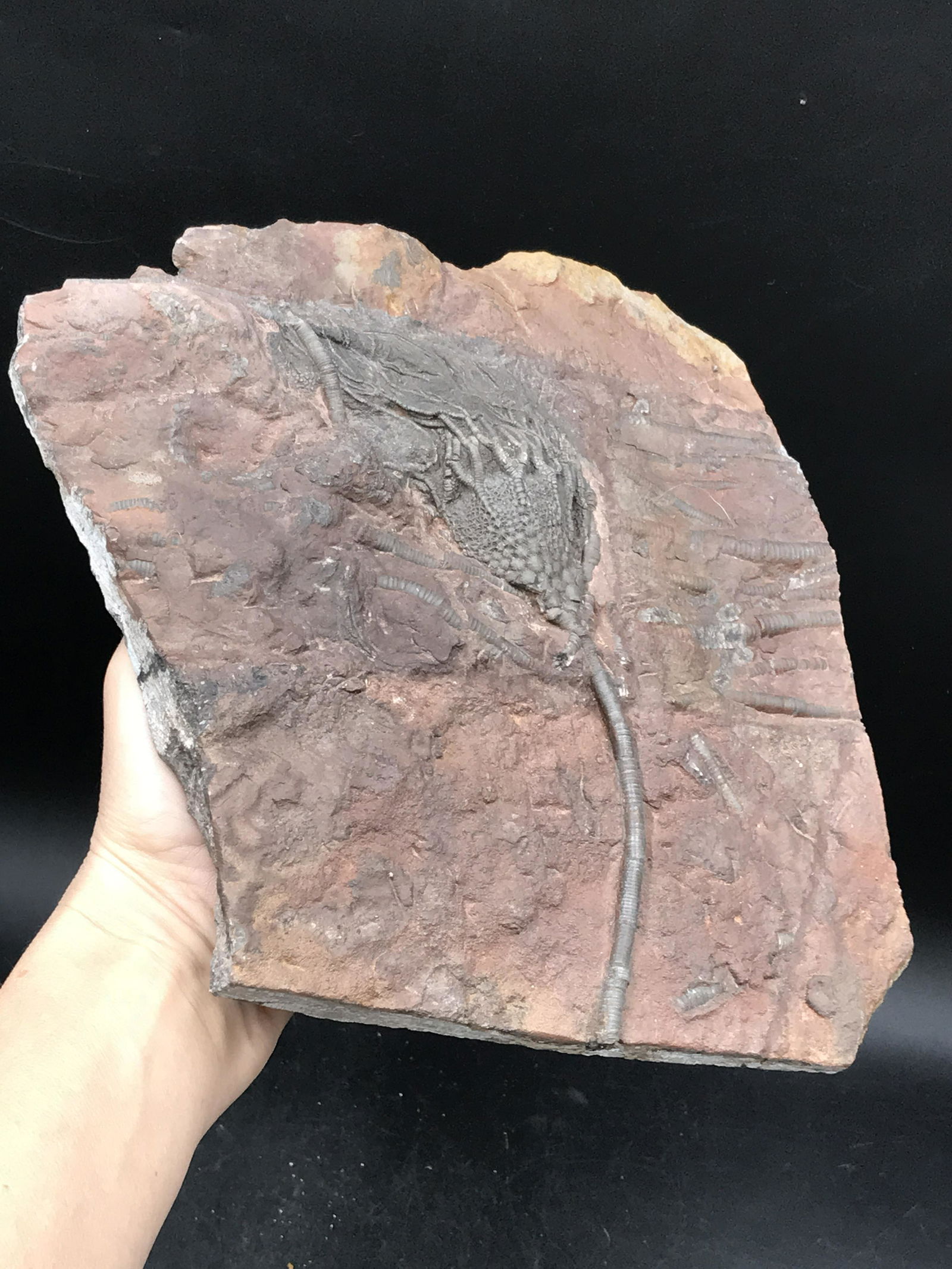 Fossil Crinoid (1 of 4)