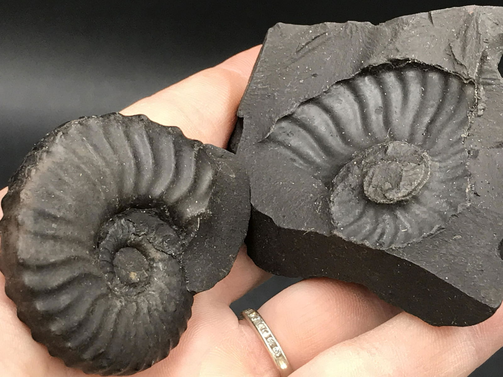 Fossil Ammonite: Fossil Ammonite Peru 5oz