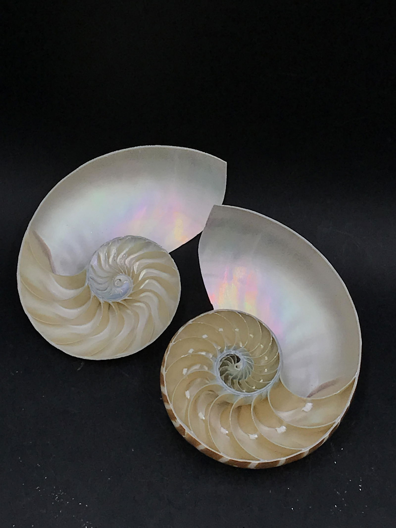 Seashell: Nautilus Pompilius (1 of 4)