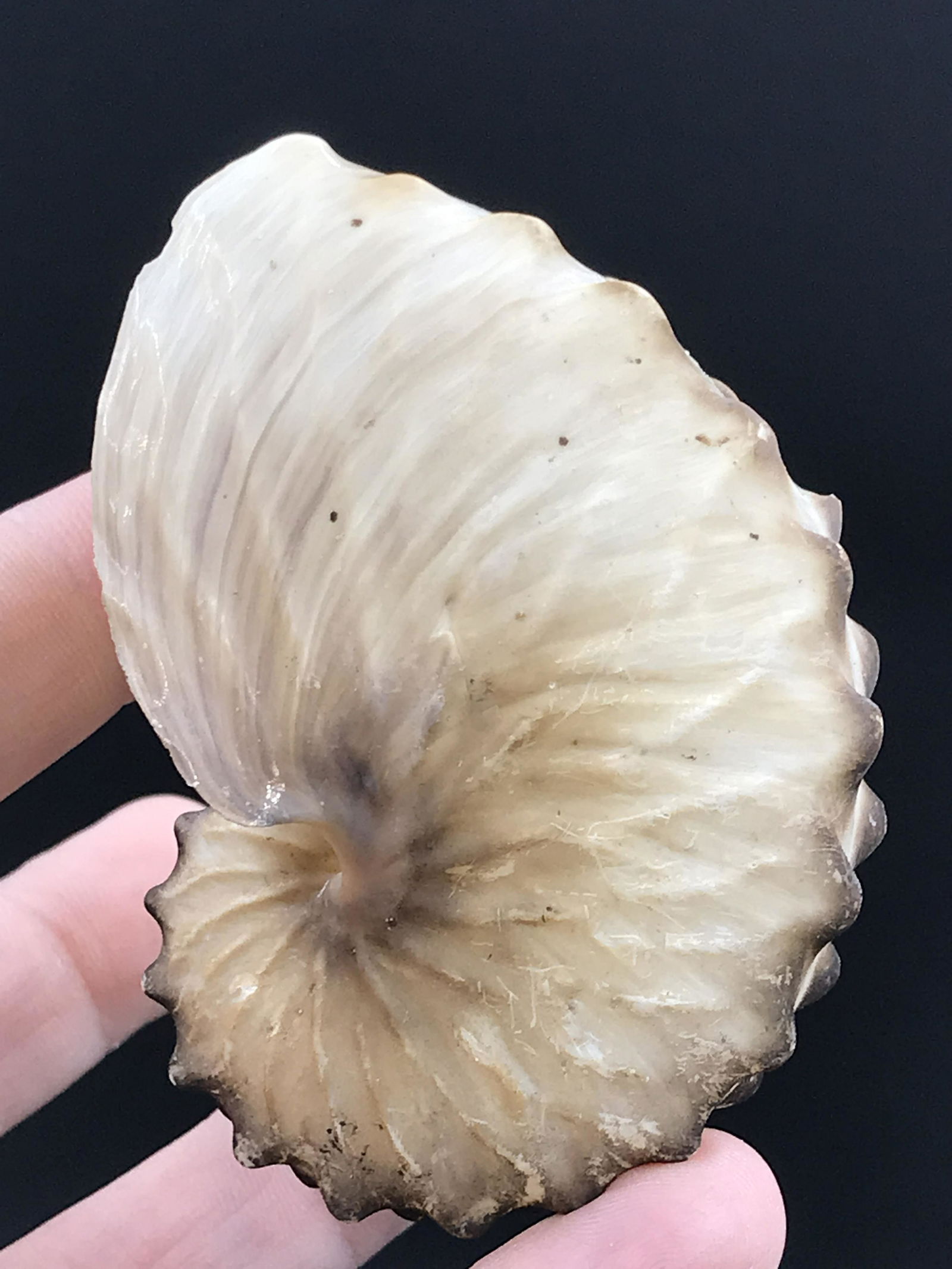 Seashell: Paper Nautilus (1 of 4)