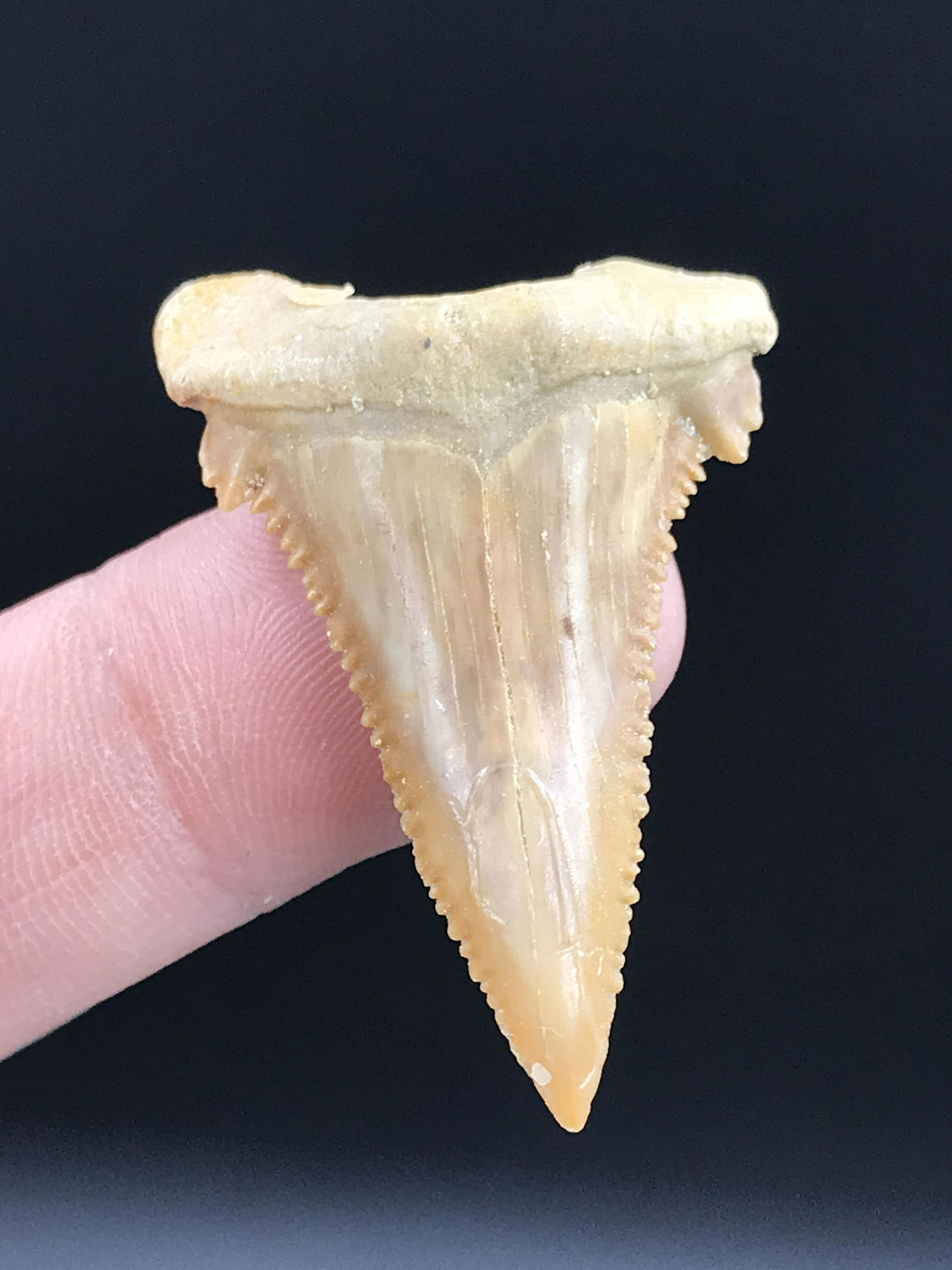Fossil Shark Tooth: Pygmy Great White: Fossil Shark Tooth Pygmy Great White Paleocarcharodon orientalis Morocco