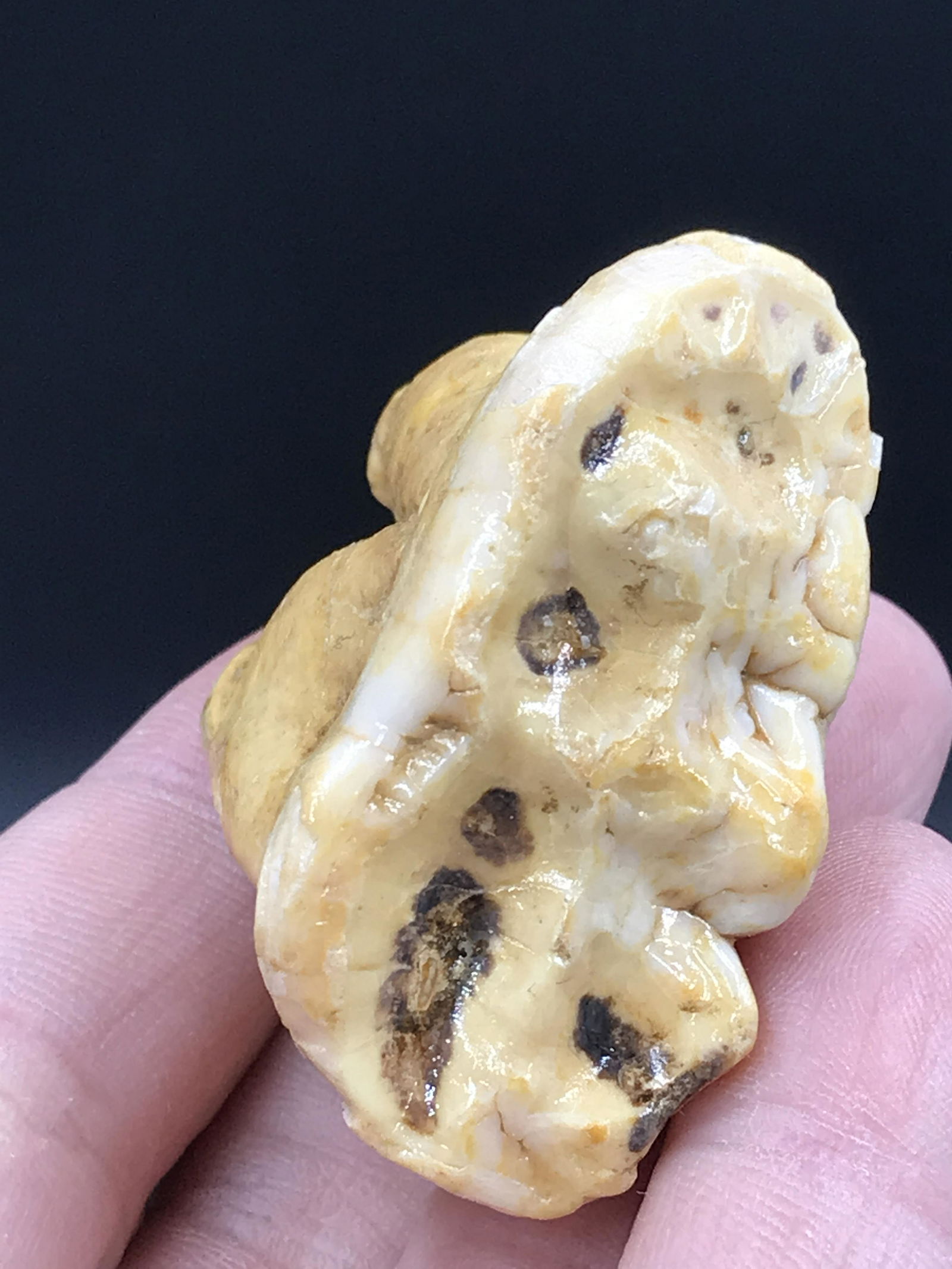 Fossil Tooth: Cave Bear: Fossil Tooth Cave Bear Romania 1.75"