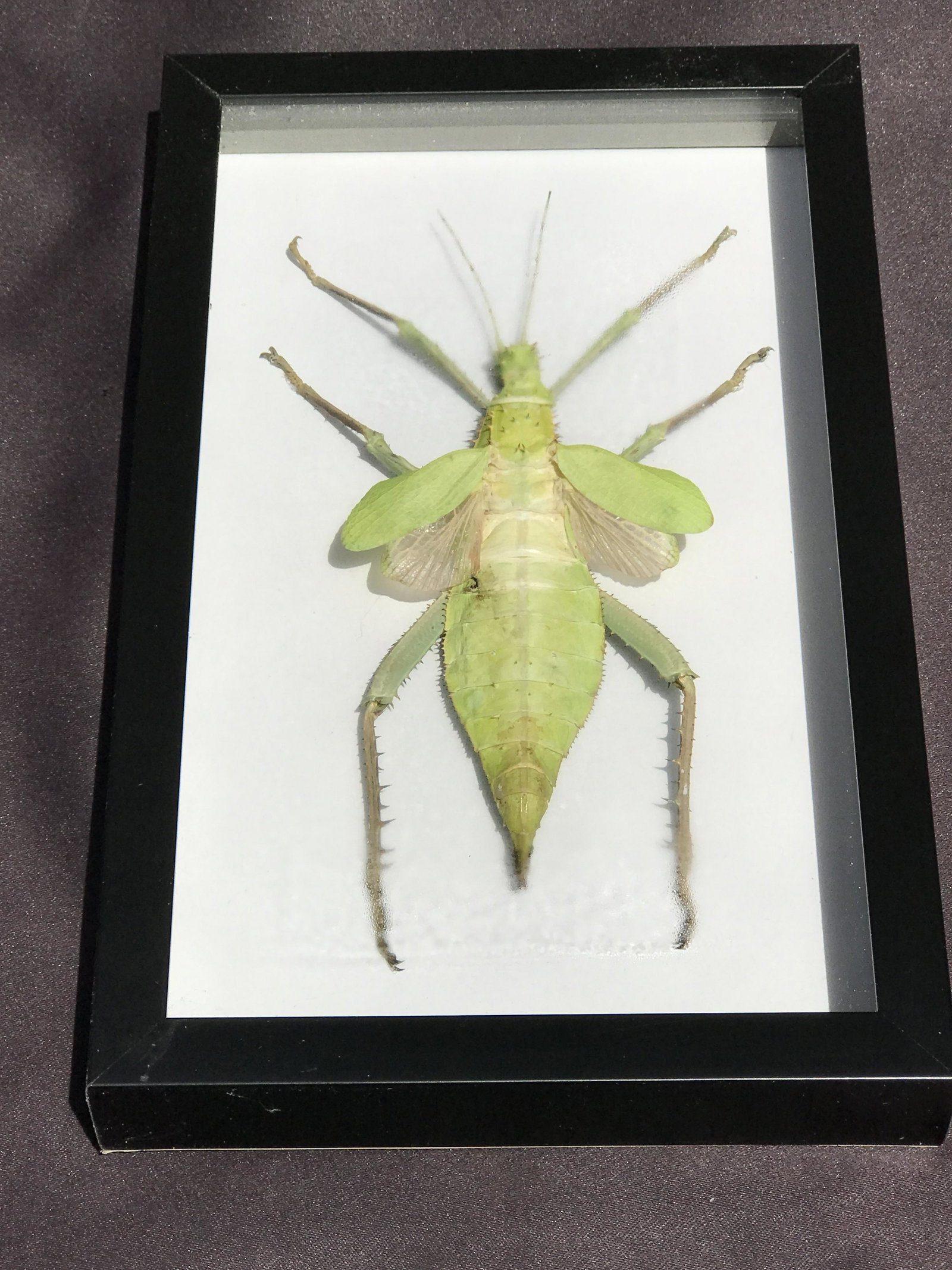 Framed Insect: Stick Bug: Framed Insect: Stick Bug
