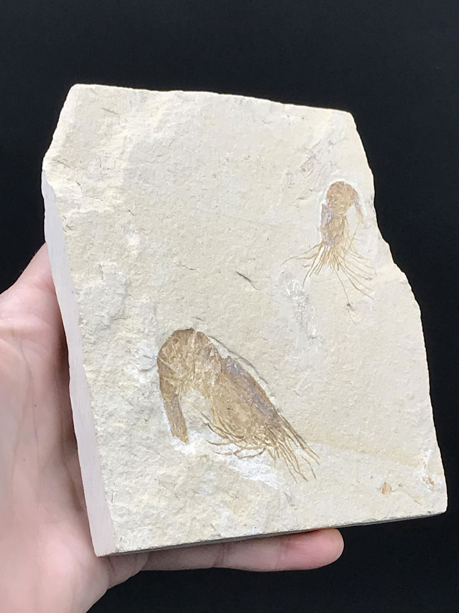 Fossil Shrimp (1 of 4)