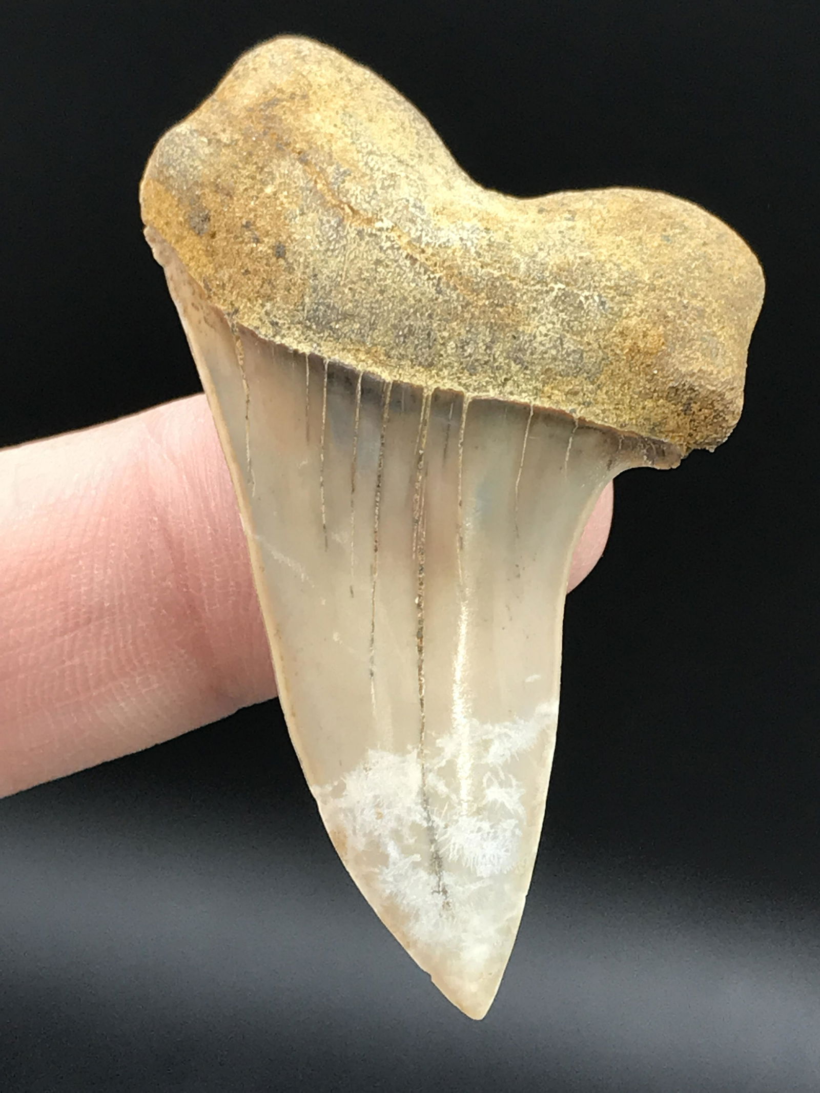 Fossil Shark Tooth: Mako: Fossil Shark Tooth Mako 2"