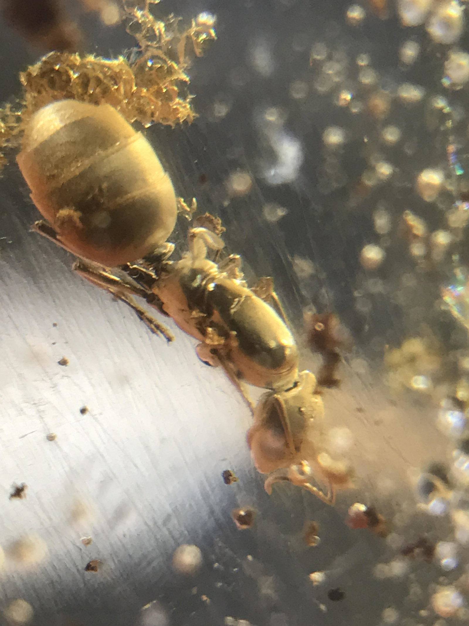 Amber (Copal) with Insect Inclusions: Amber (Copal) with Insect Inclusions Colombia 26g