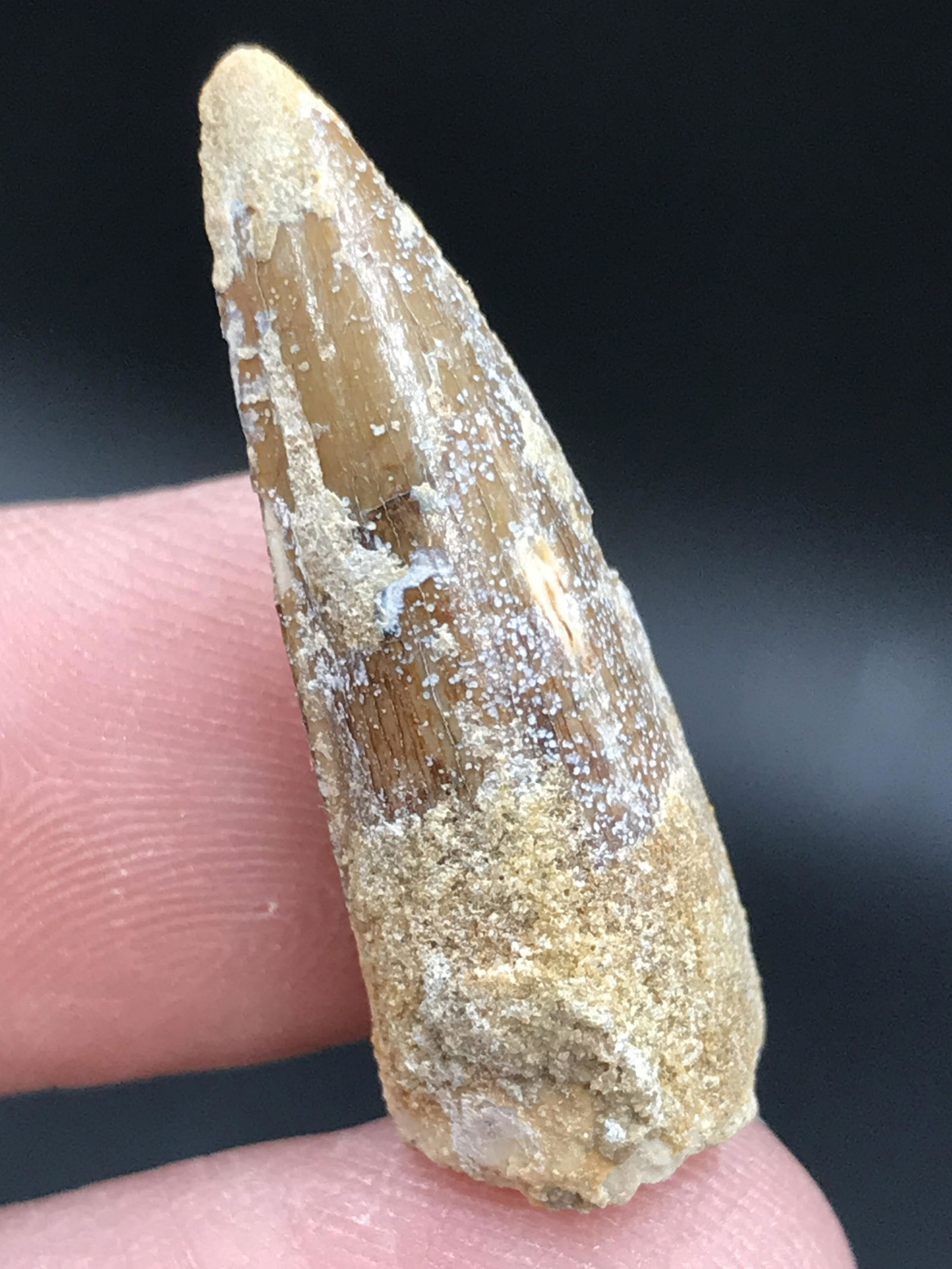 Fossil Dinosaur Tooth: Spinosaur: Fossil Dinosaur Tooth Spinosaur