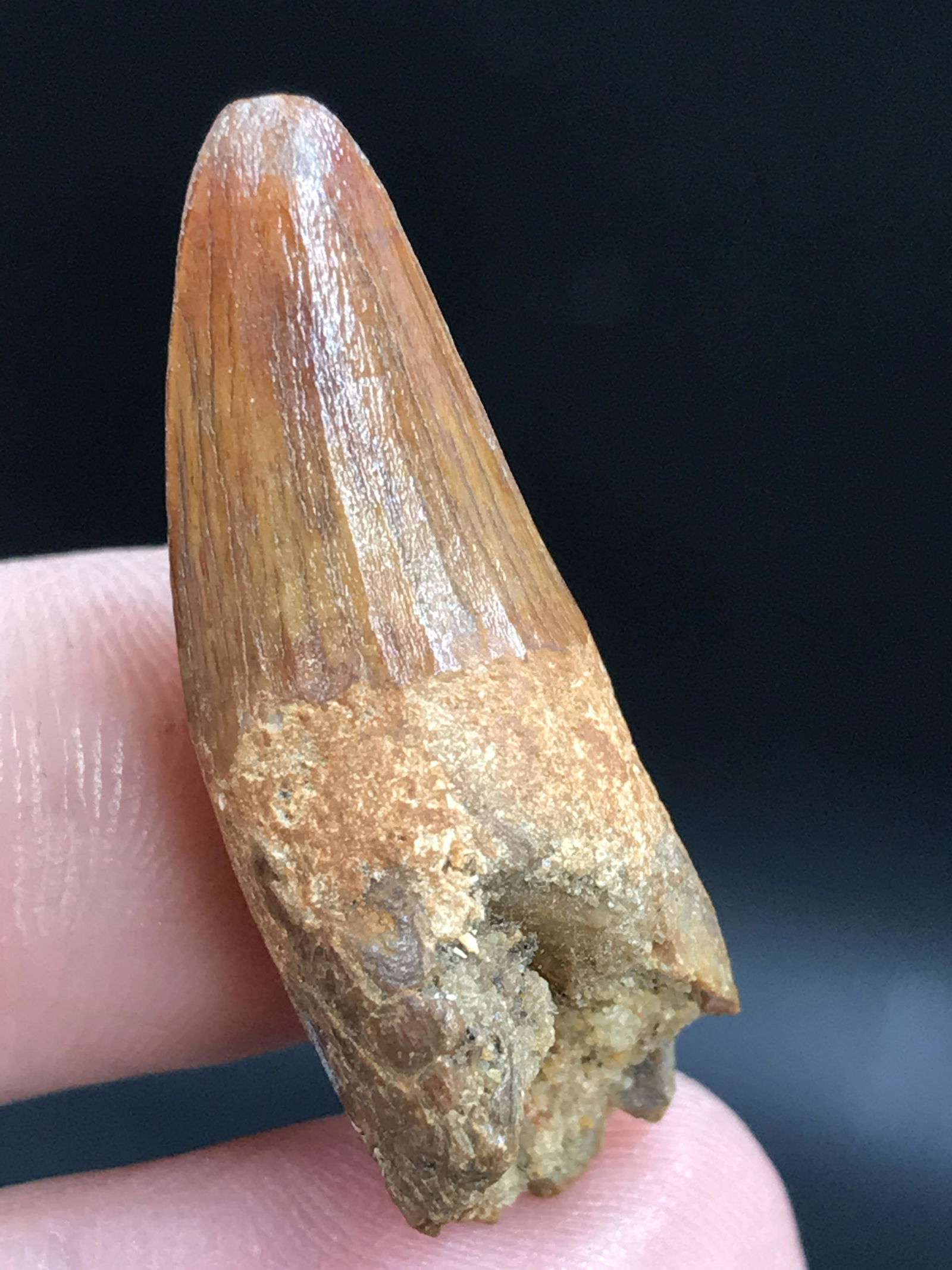 Fossil Tooth: Crocodile: Fossil Tooth Crocodile Morocco 1.25"