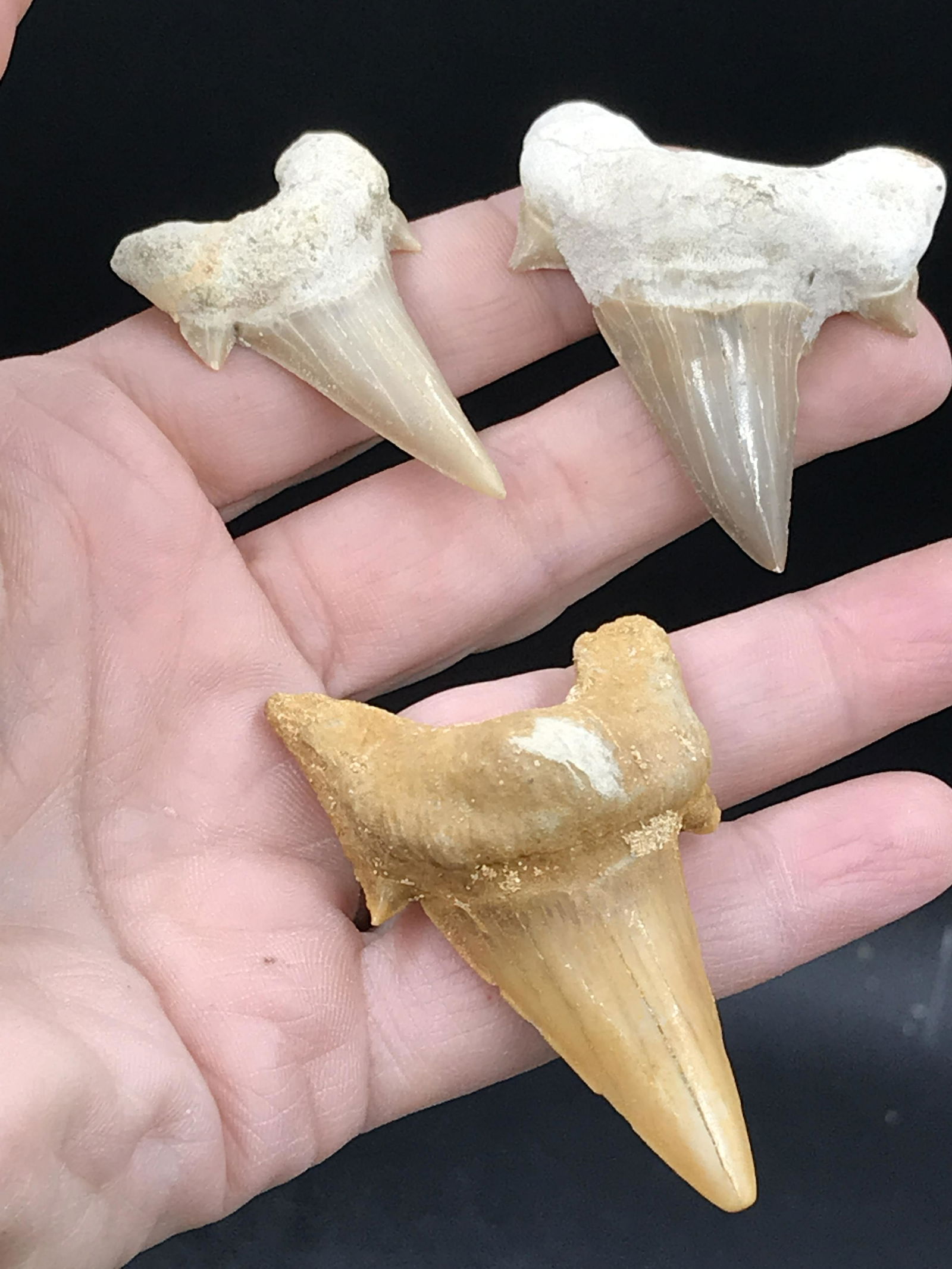 Fossil Shark Tooth: Otodus Obliques: Fossil Shark Tooth Otodus obliques Morocco 3 Pieces 2", 1.85", 2.4"