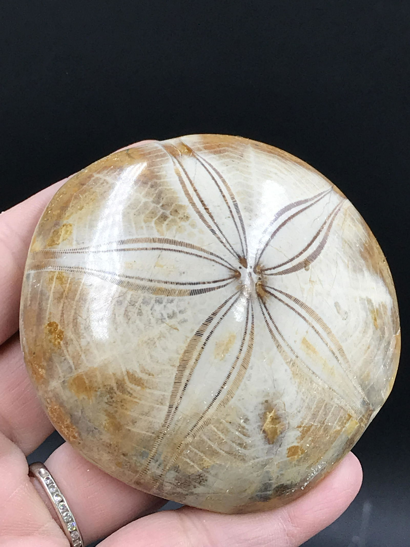 Fossil Sand Dollar (1 of 4)