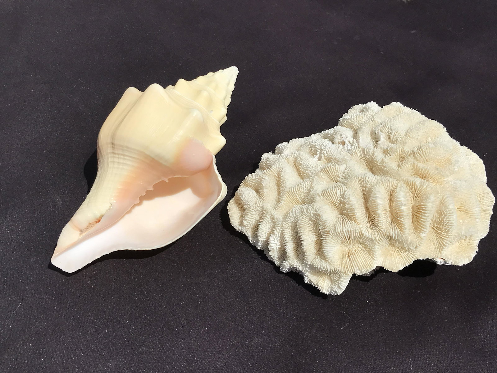 Open Brain Coral and Seashell: Open Brain Coral and Seashell Pacific Ocean