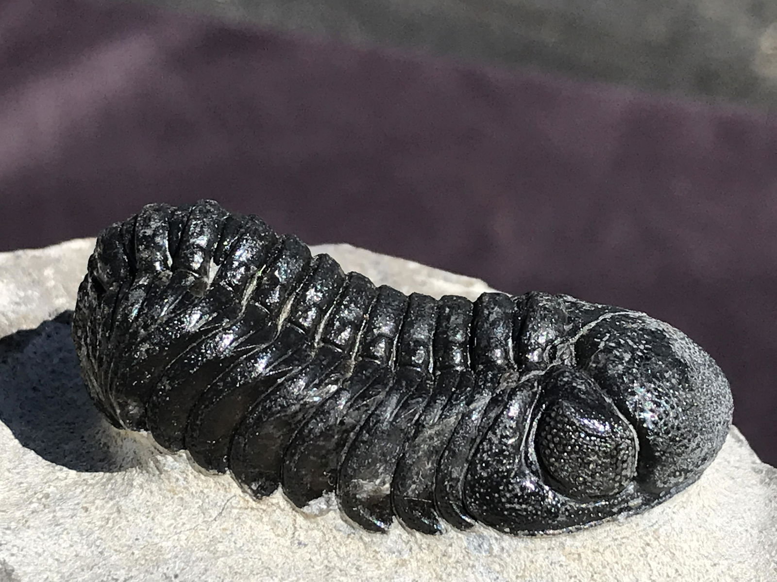 Trilobite, Fossil, Rock, Natural, Collectible, Specimen (1 of 4)