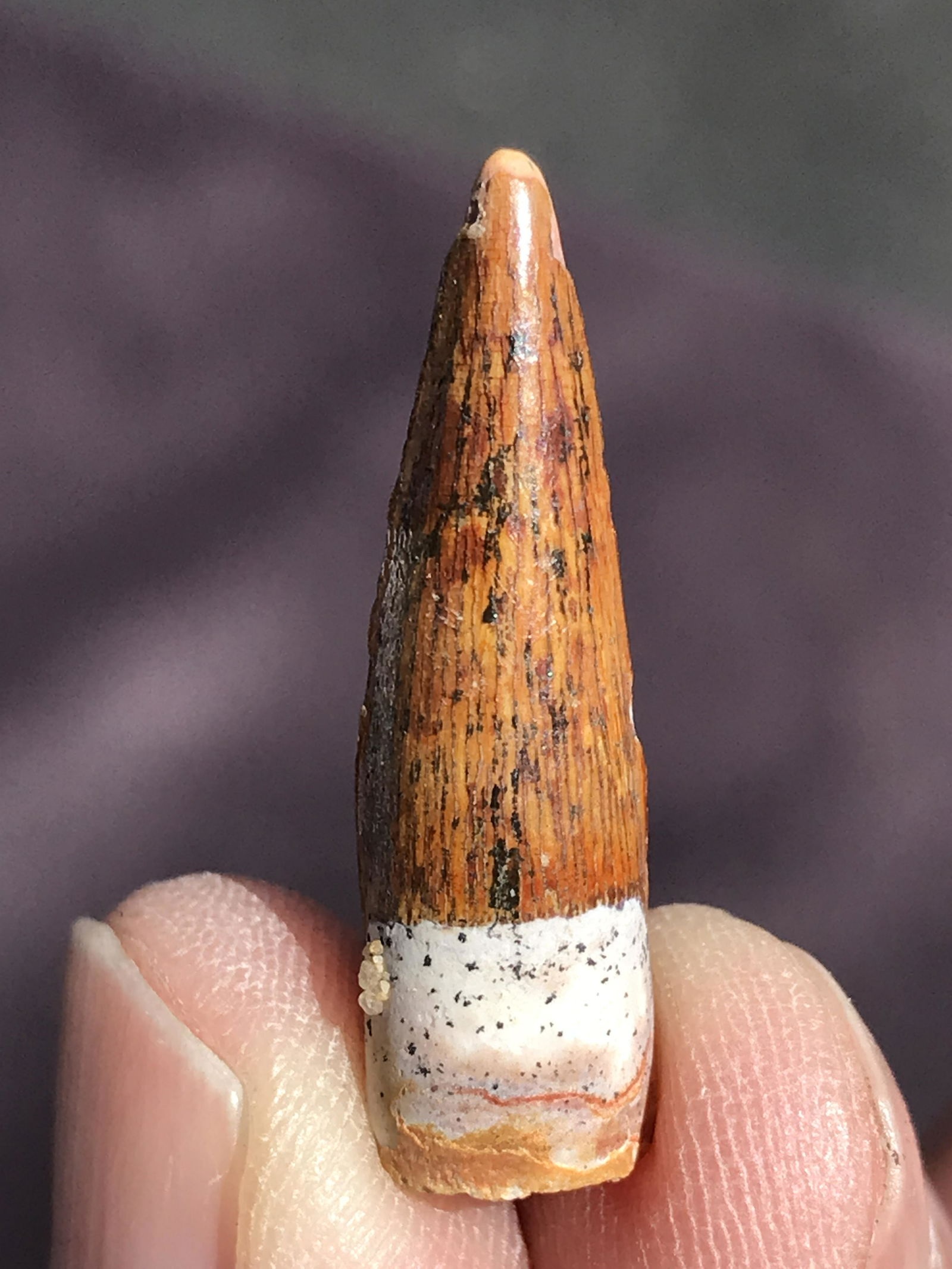 Dinosaur, Fossil, Natural, Collectible, Specimen, Tooth: Fossil Dinosaur Tooth Spinosaurus Morocco 1"