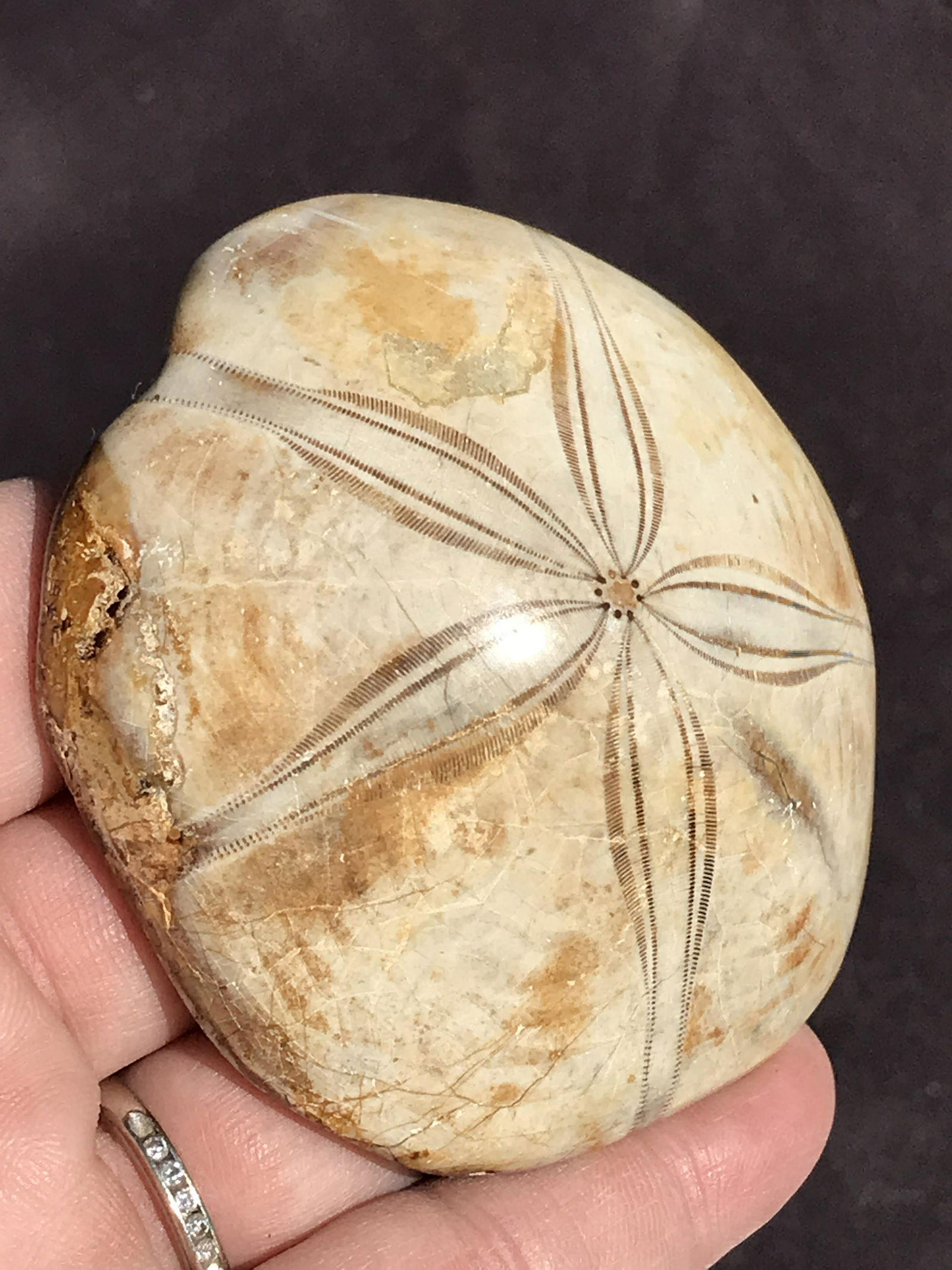 Seashell, Ocean, Beach, Natural, Decor, Collectible, Specimen (1 of 4)