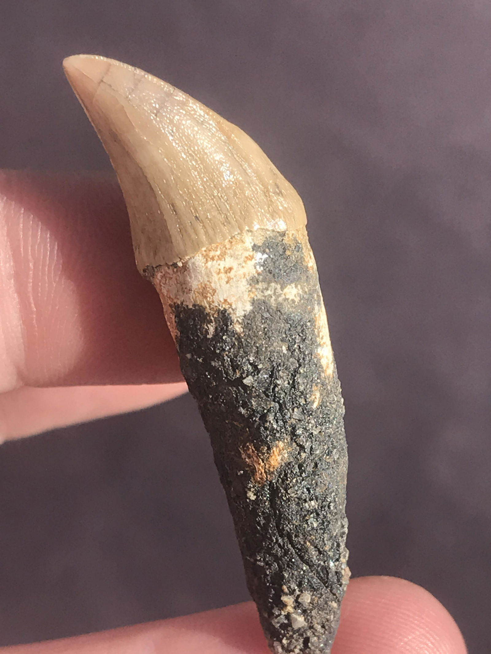 Porpoise, Fossil, Natural, Collectible, Specimen, Tooth: Fossil Porpoise Tooth 2 M.Y.O. South Carolina 1.8"
