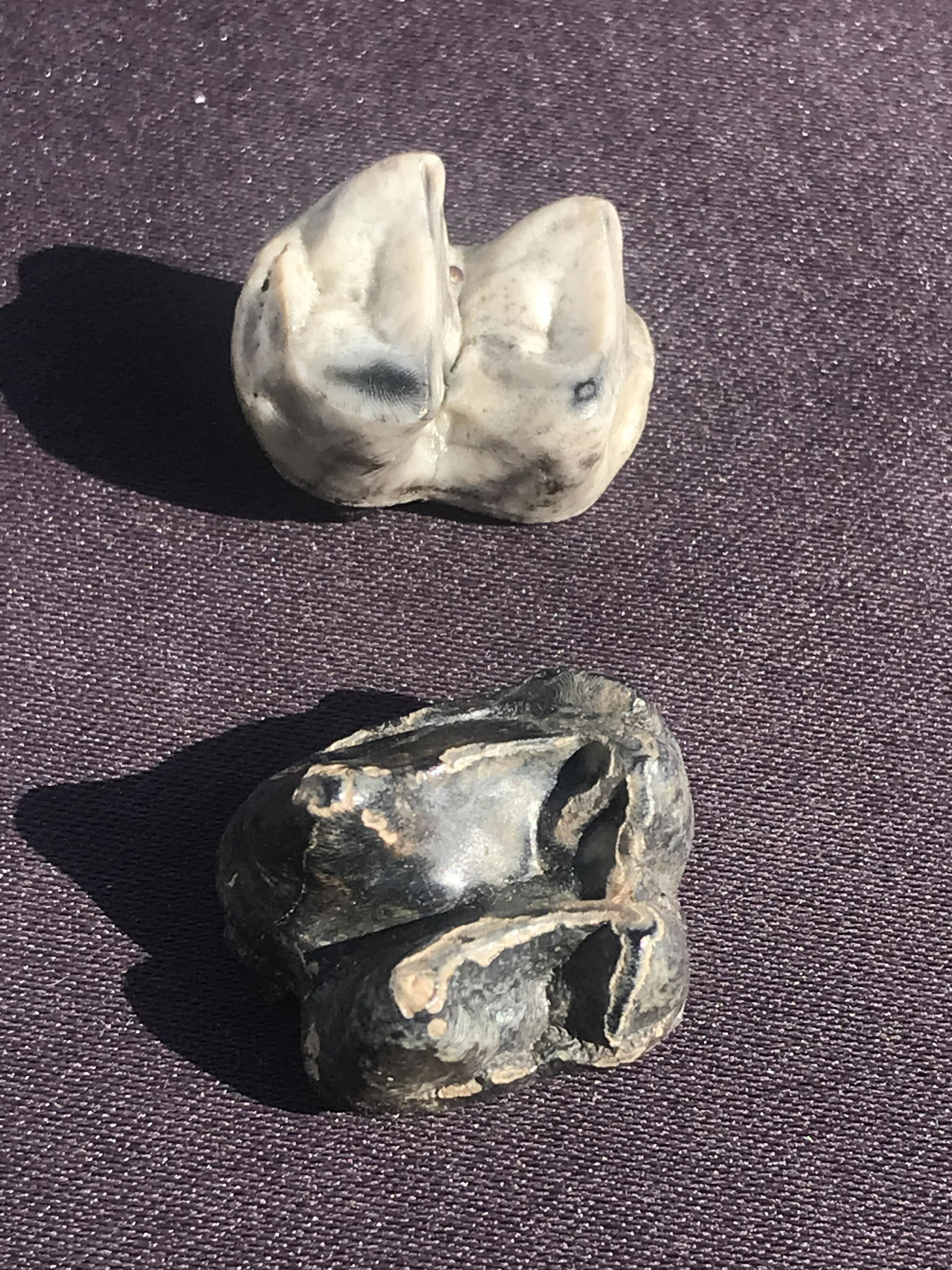 Manatee, Fossil, Natural, Collectible, Specimen, Tooth: 2 Manatee Tooth Fossils Florida