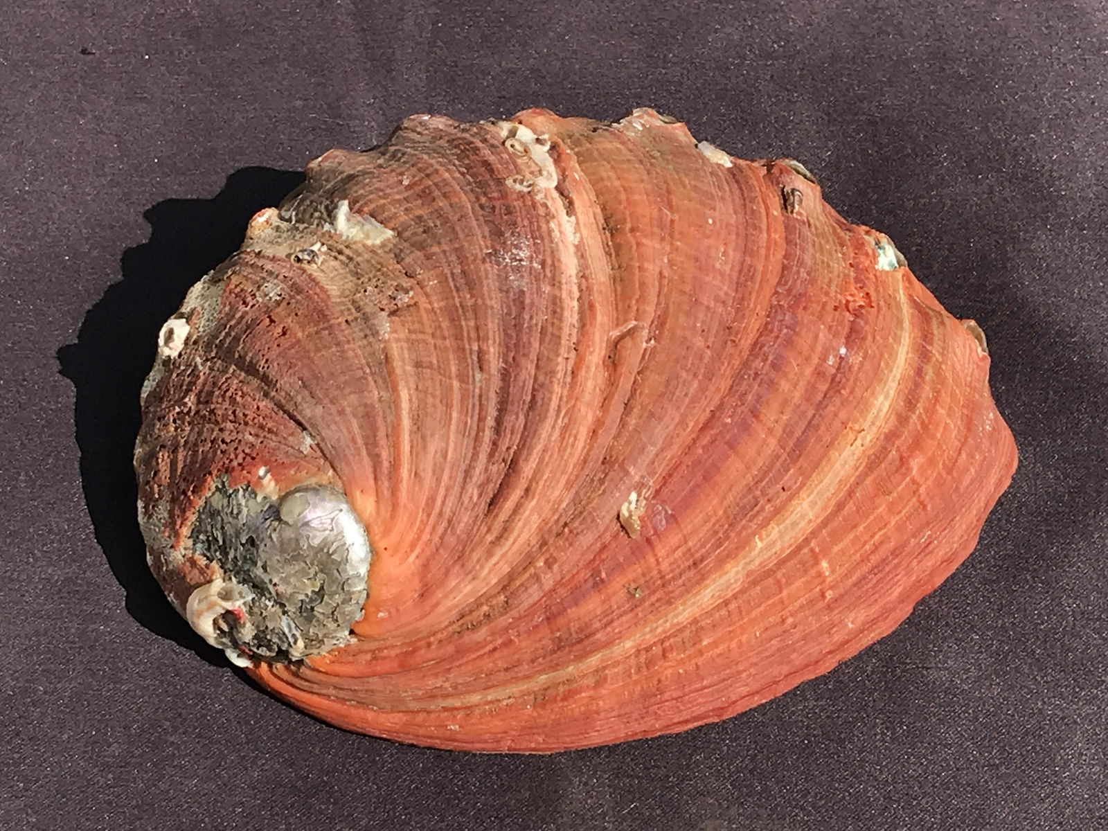 Seashell, Ocean, Beach, Natural, Decor, Collectible, Specimen (1 of 5)