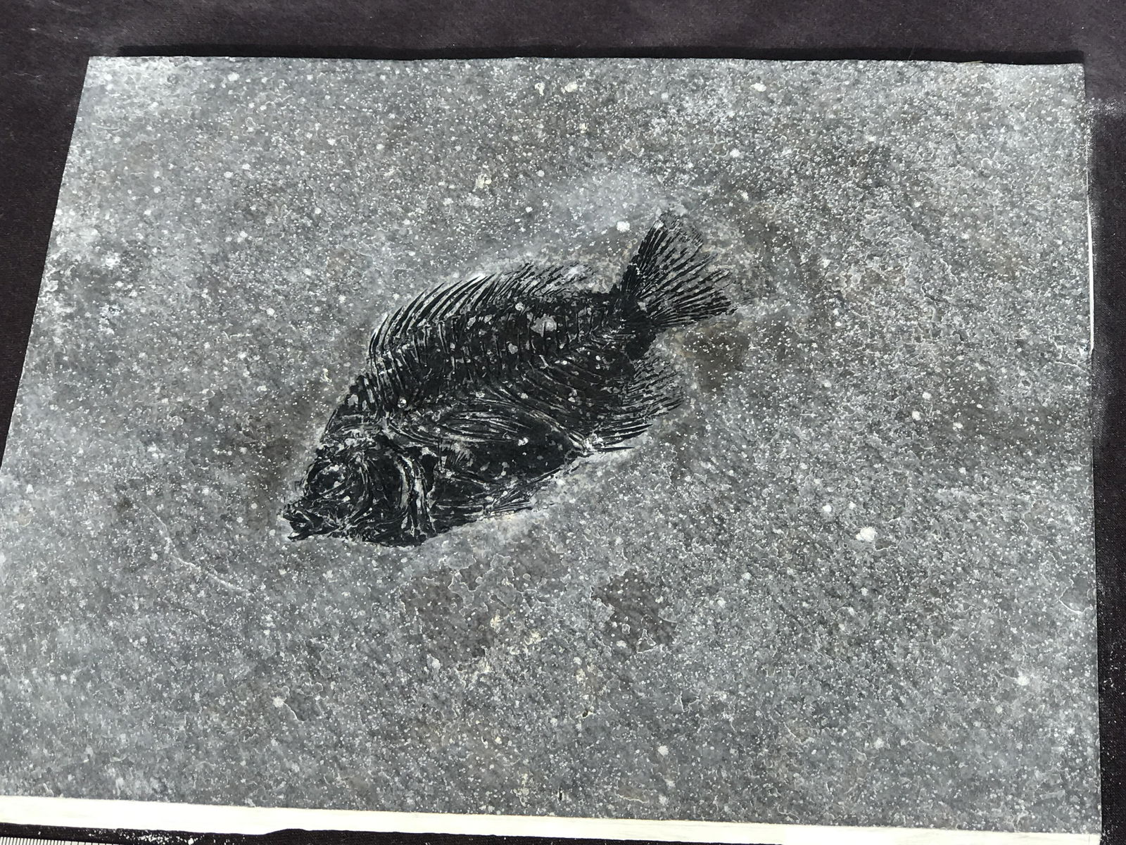 Fish, Fossil, Rock, Natural, Decor, Collectible, Specimen, Green River Formation, (1 of 4)