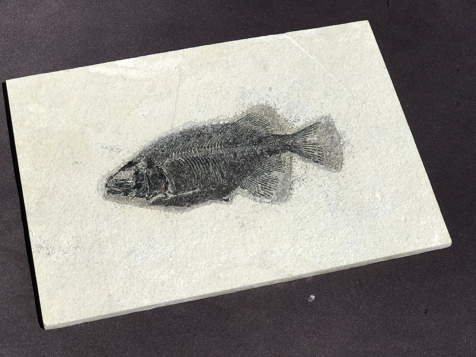 Fish, Fossil, Rock, Natural, Decor, Collectible, Specimen, (1 of 3)