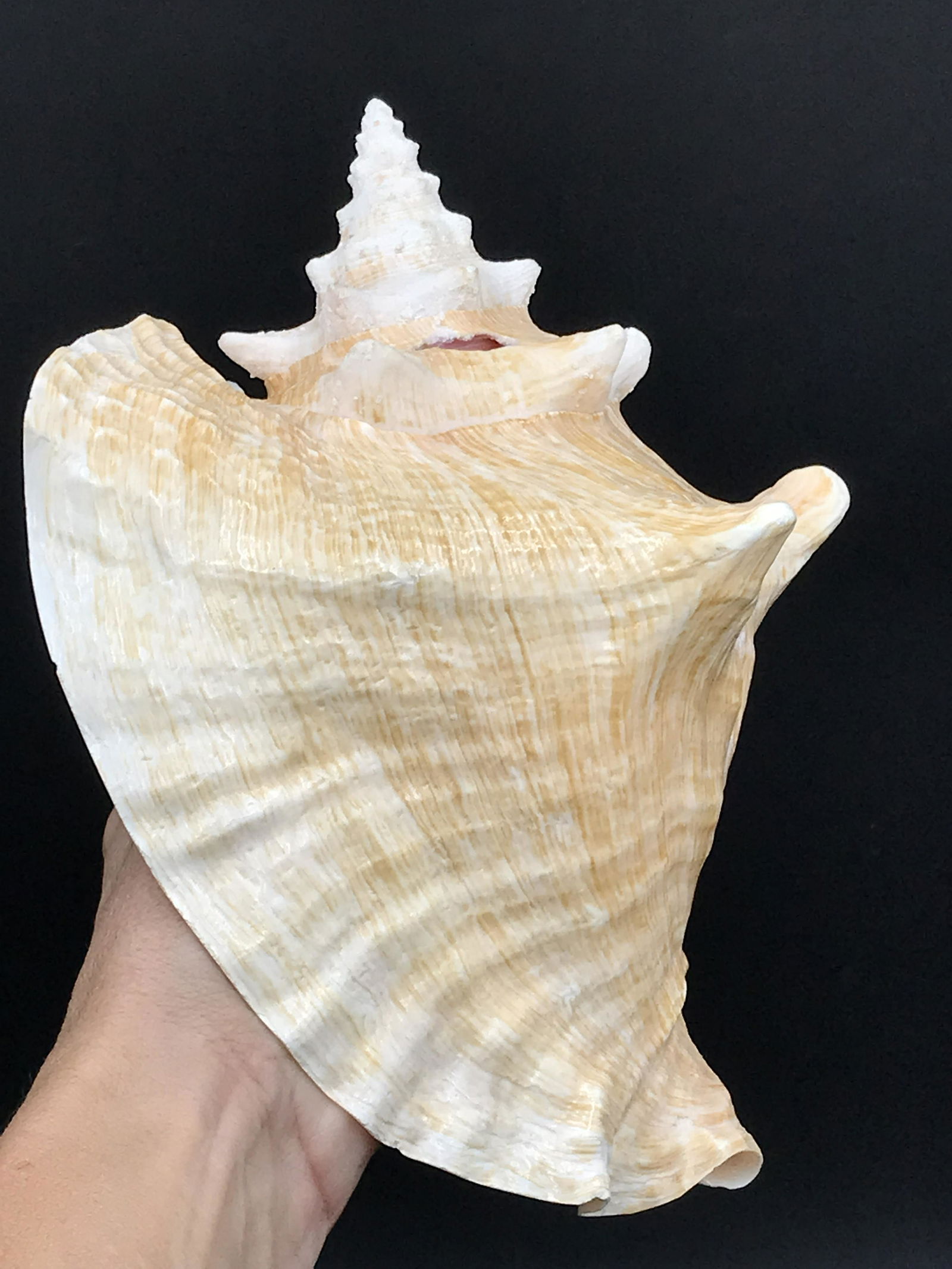 Seashell, Ocean, Beach, Natural, Decor, Collectible, Specimen (1 of 5)