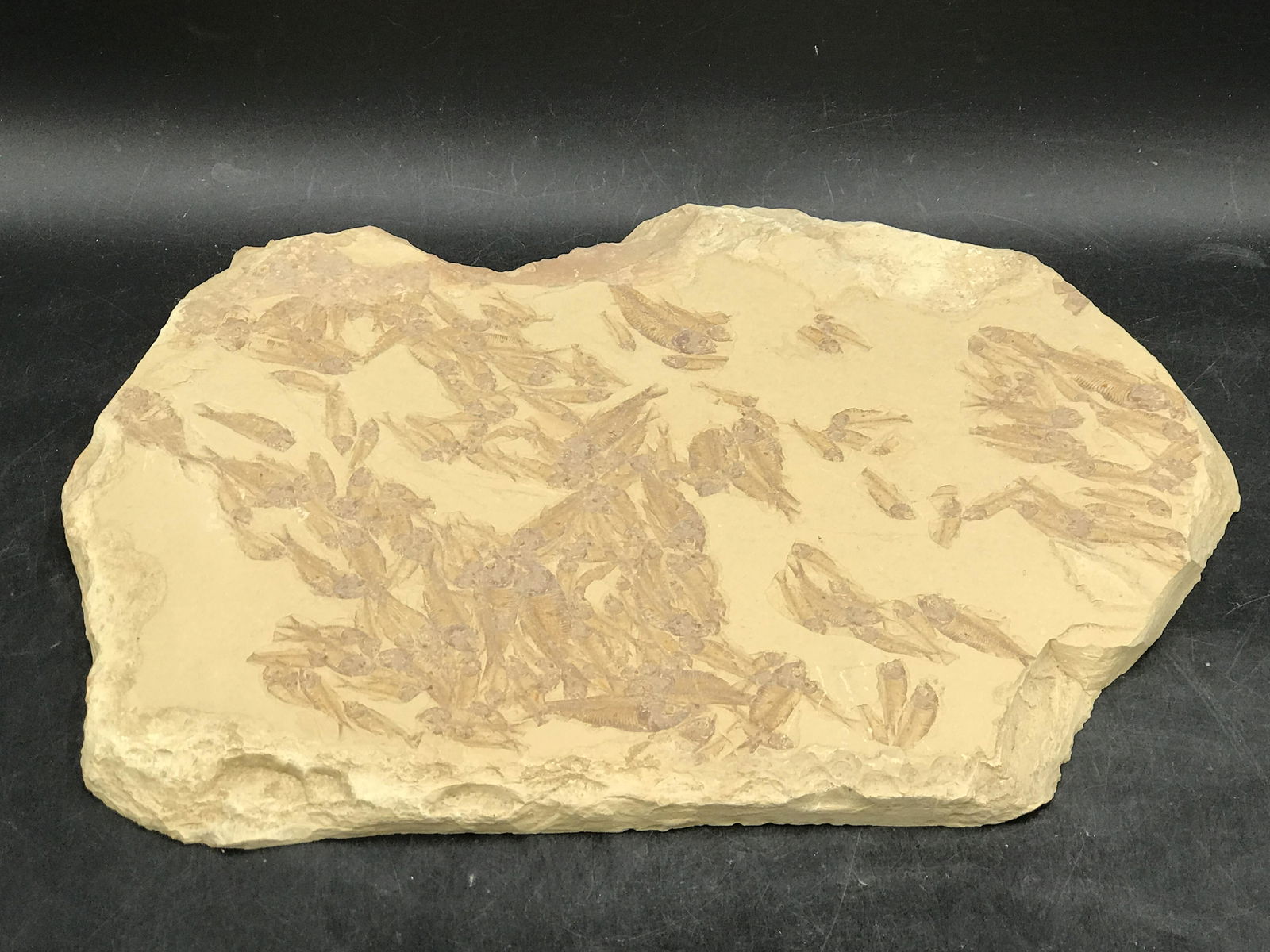 Fish, Fossil, Rock, Natural, Decor, Collectible, Specimen, (1 of 6)