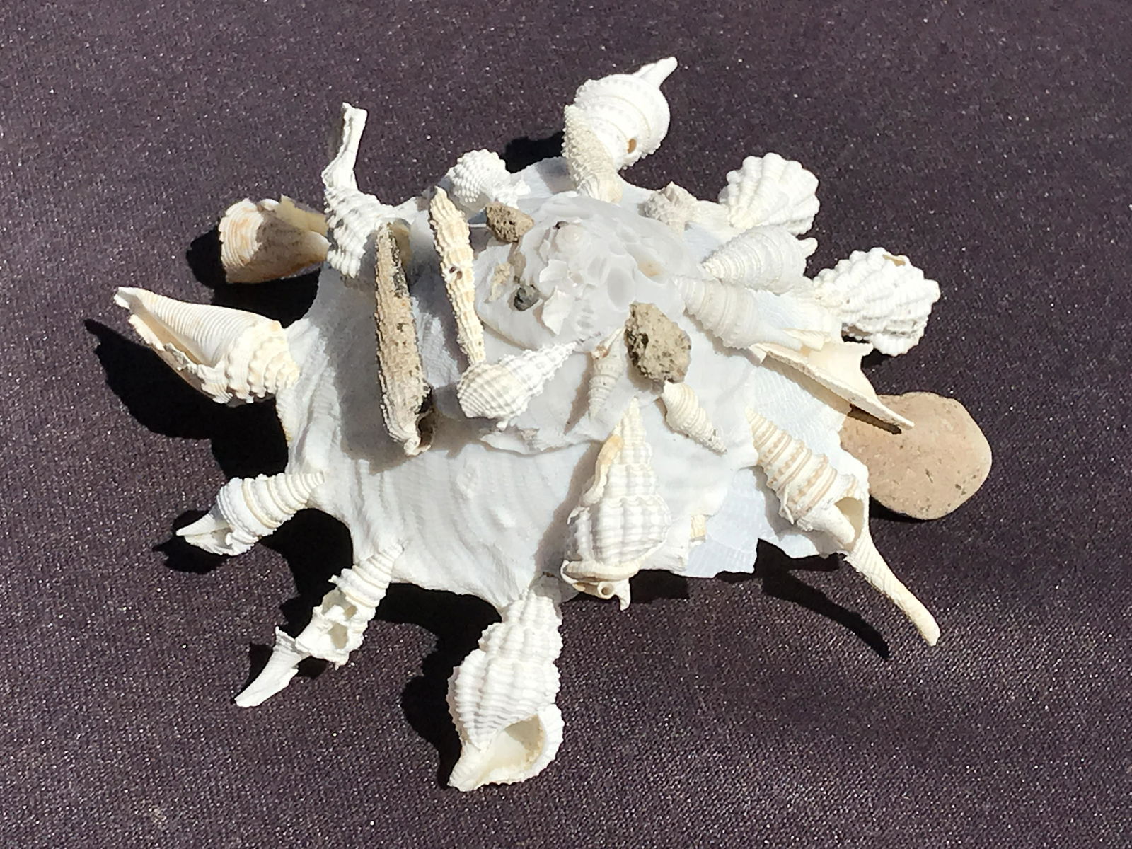 Seashell, Ocean, Beach, Natural, Decor, Collectible, Specimen (1 of 5)