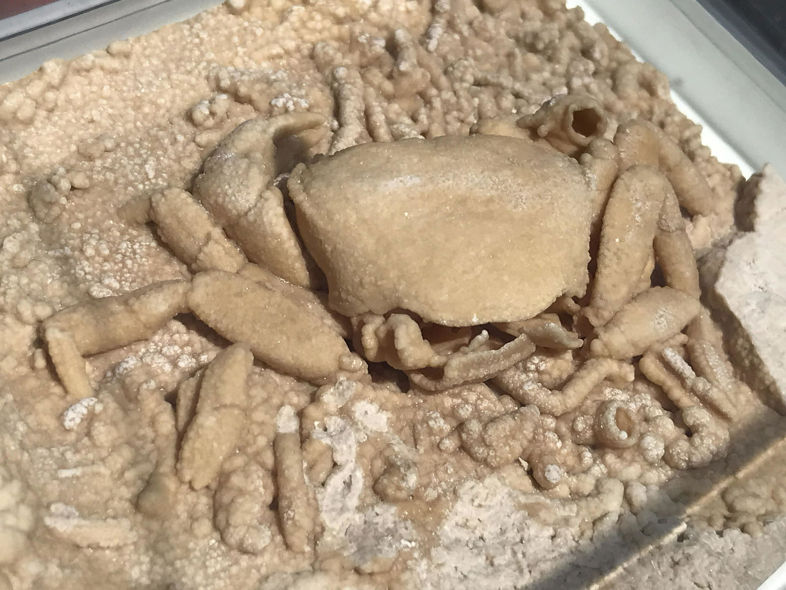 Crab, Fossil, Ocean, Beach, Natural, Decor, Collectible, Specimen (1 of 4)