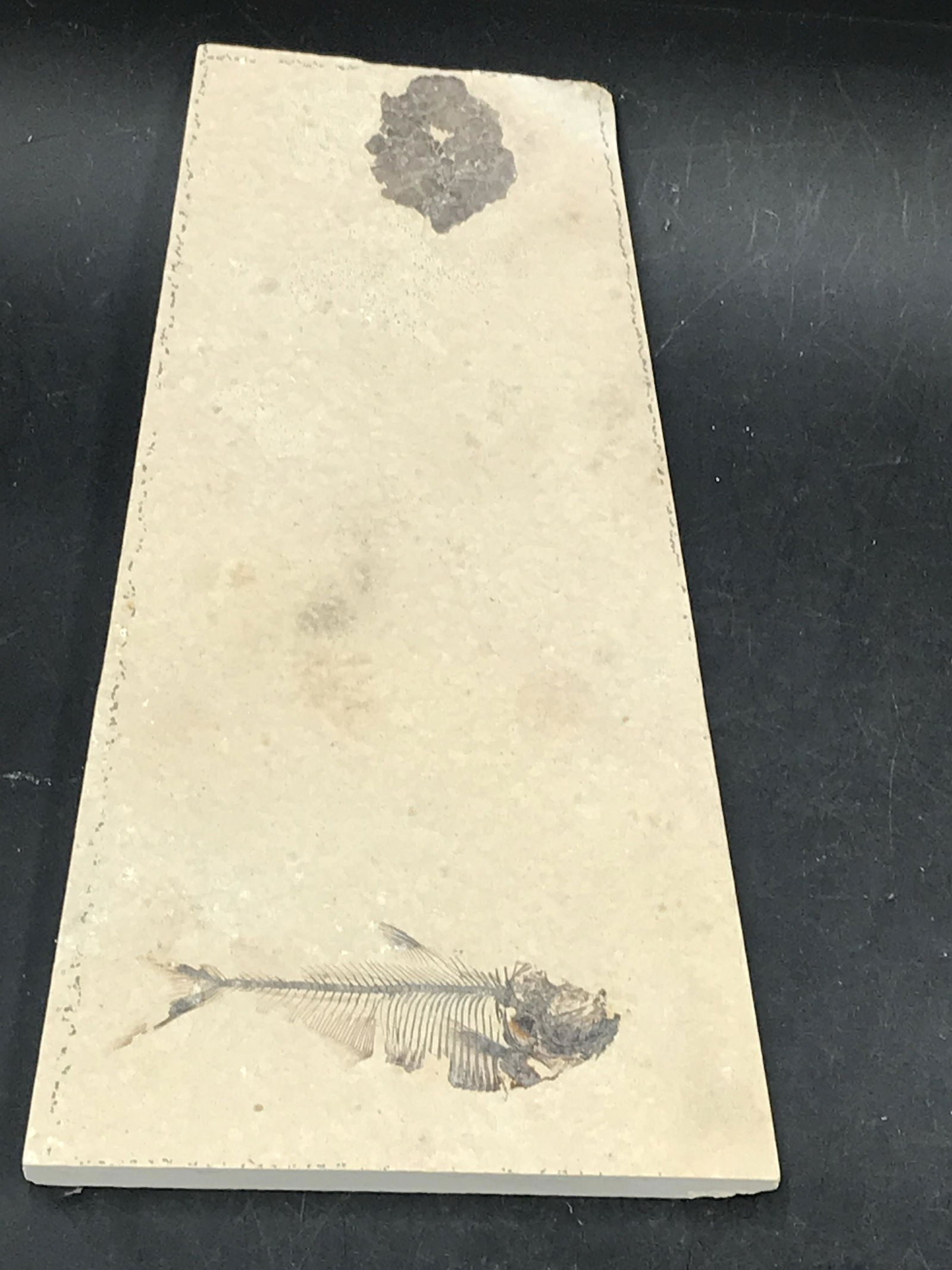 Fish, Fossil, Rock, Natural, Decor, Collectible, Specimen, Green River Formation, (1 of 5)