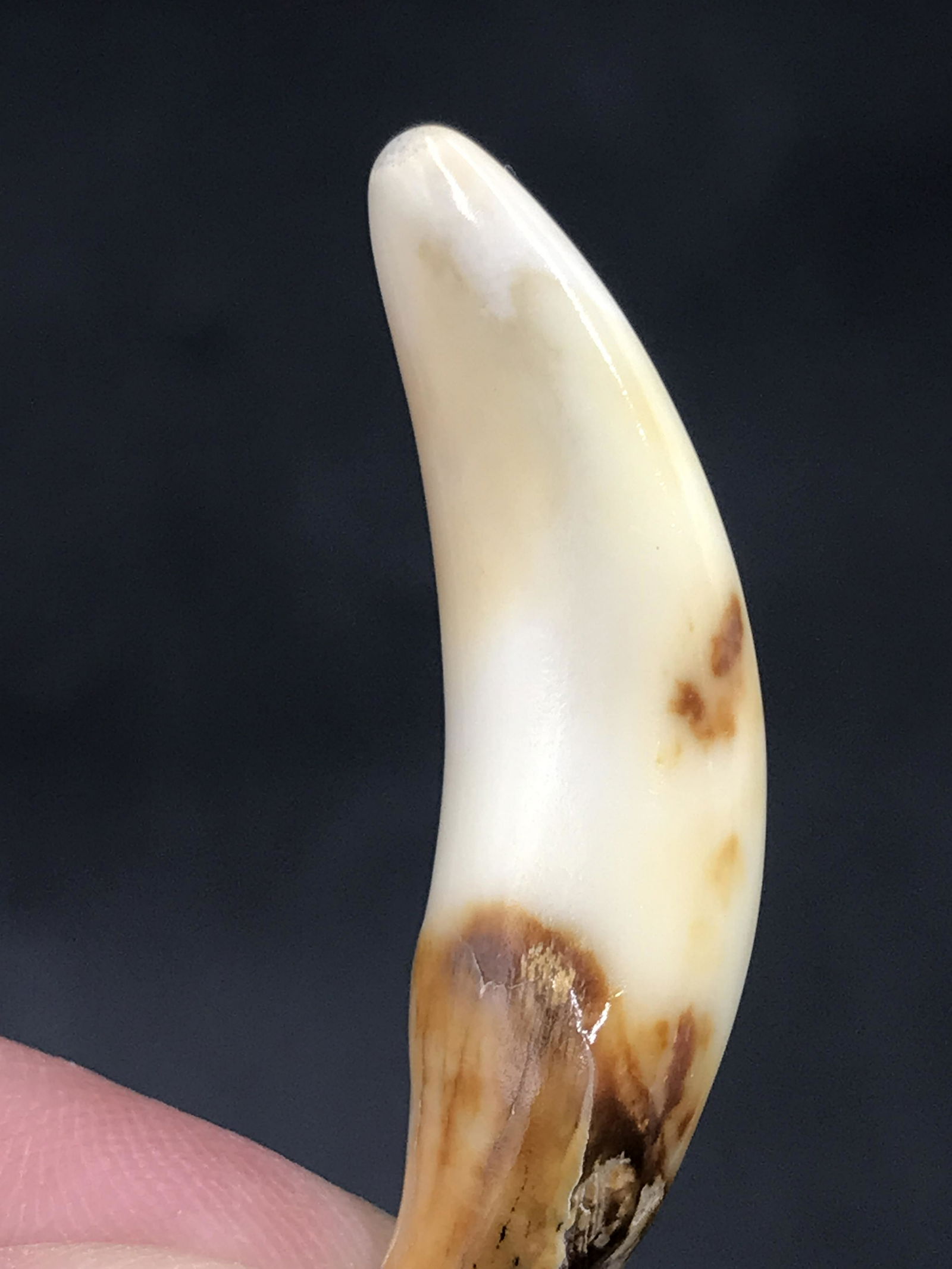 Seal, Fossil, Natural, Collectible, Specimen, Tooth: Fossil Seal Tooth 1700 A.D. AK