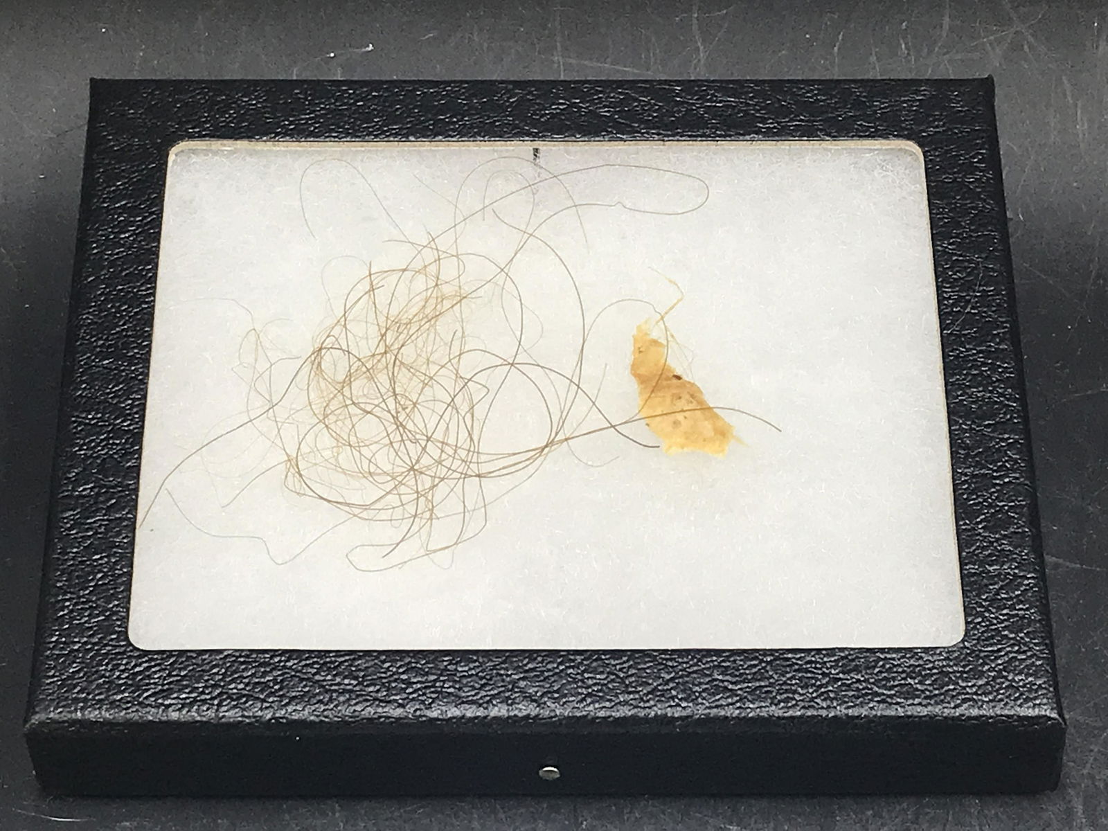 Mammoth, Fossil, Natural, Collectible, Specimen, Tooth: Fossil Woolley Mammoth Hair and Skin 25,000 Years Old Siberia