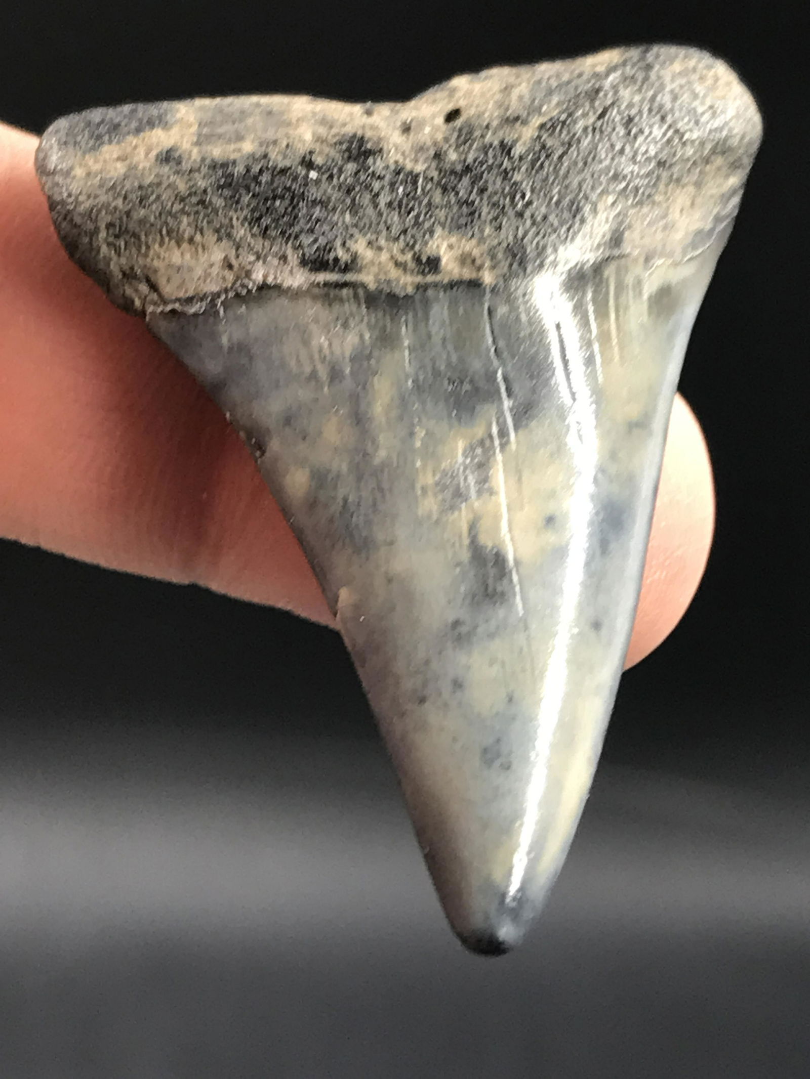 Shark, Fossil, Natural, Collectible, Specimen, Tooth,: Fossil Shark Tooth Mako Isurus hastalis SC 2 M.Y.O. 1.8"