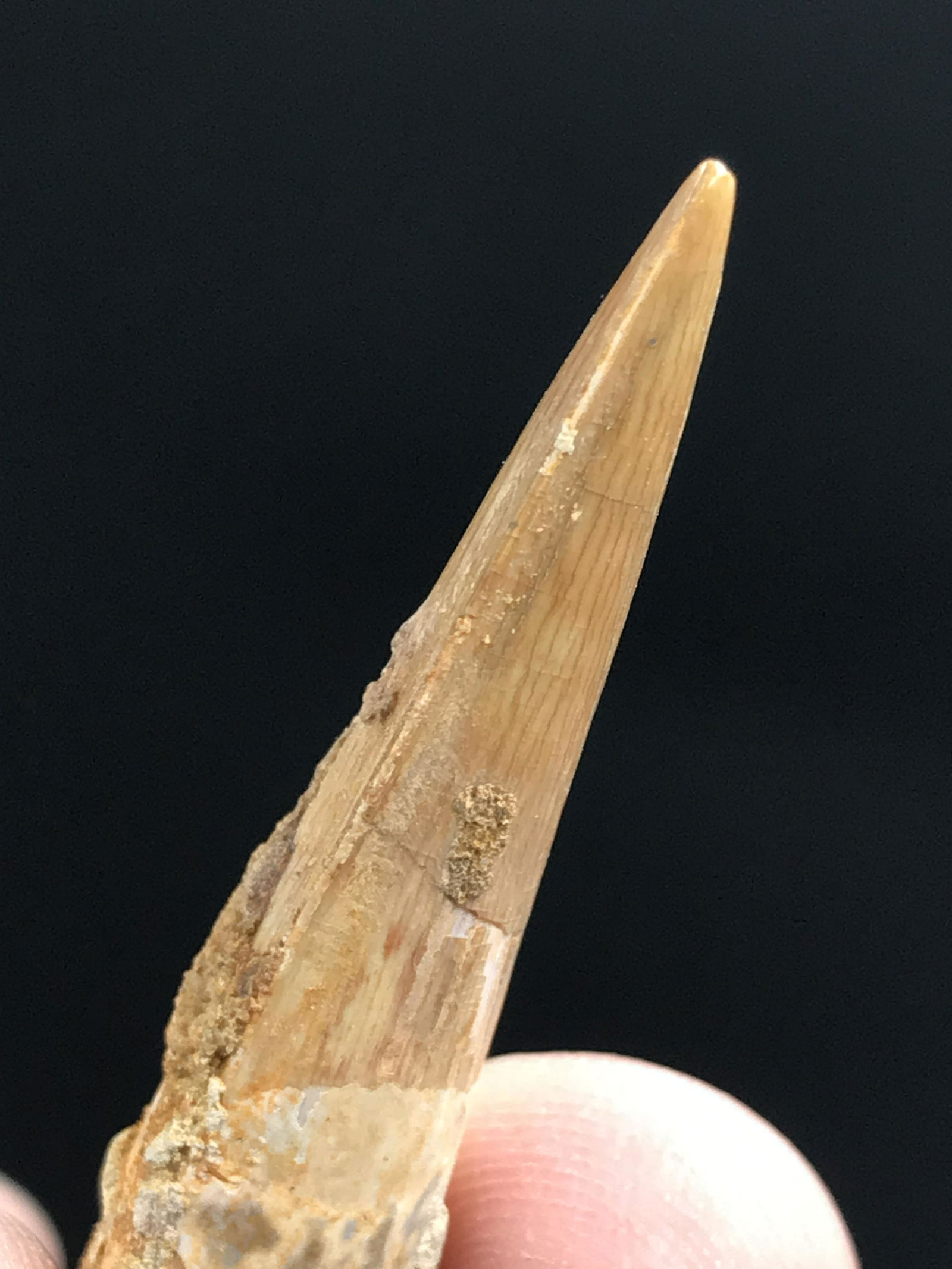 Dinosaur, Fossil, Natural, Collectible, Specimen, Tooth: Fossil Dinosaur Tooth Spinosaurus 100 M.Y.O. Cretaceous Morocco 1.6"