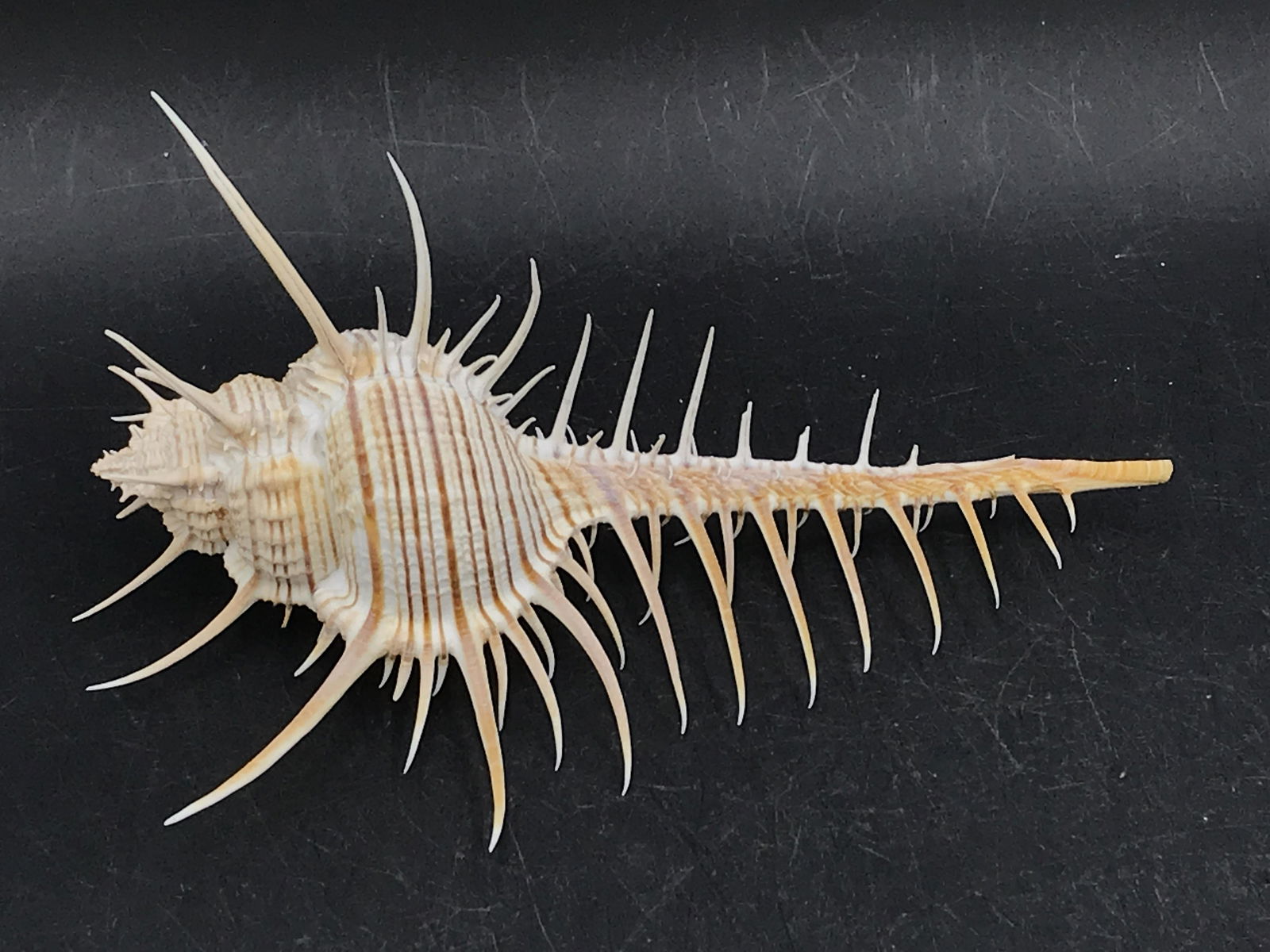 Seashell, Ocean, Beach, Natural, Decor, Collectible, Specimen (1 of 5)