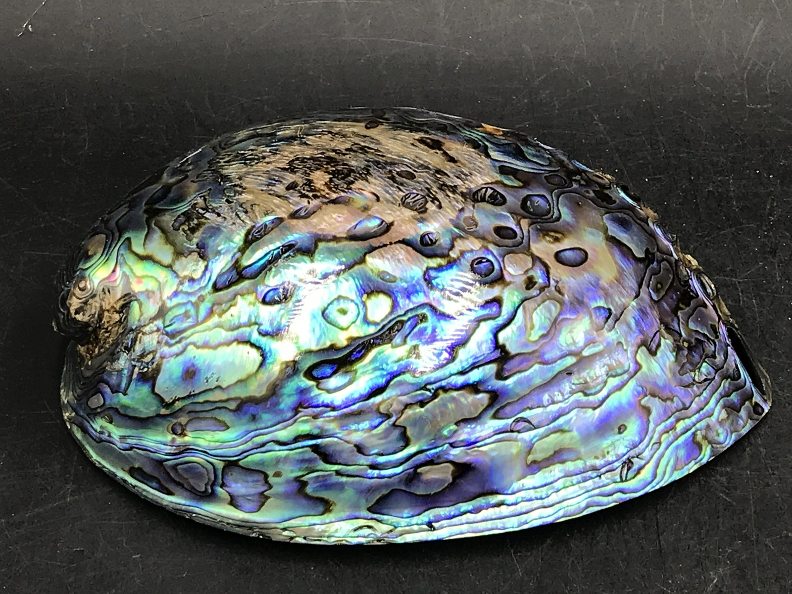 Seashell, Ocean, Beach, Natural, Decor, Collectible, Specimen: Paua Abalone New Zealand