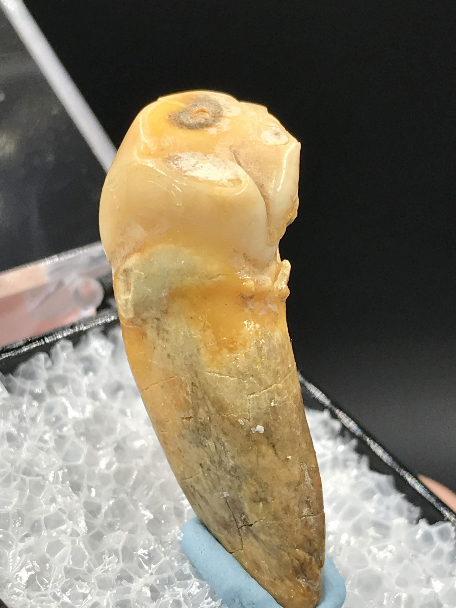 Cave Bear, Fossil, Natural, Collectible, Specimen, Tooth: Fossil Cave Bear Tooth ursus spaleous 25,000 Years Old Romania