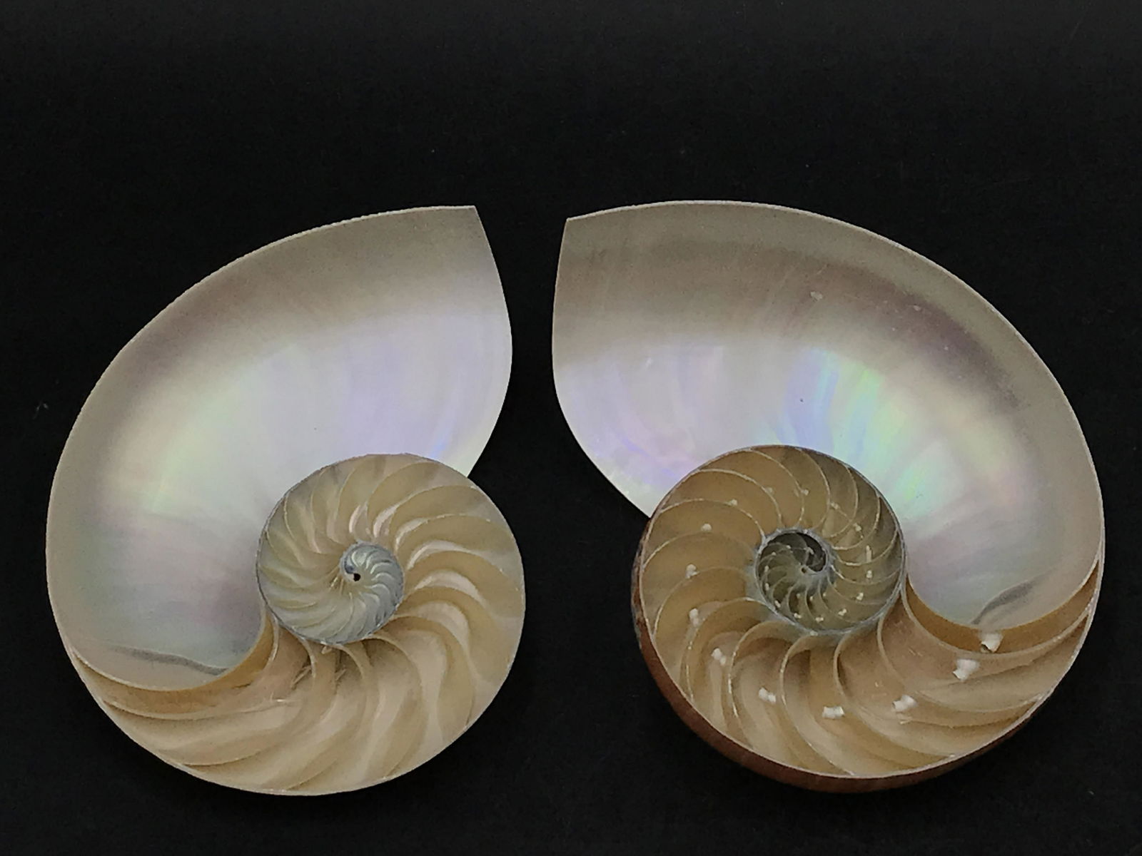 Seashell, Ocean, Beach, Natural, Decor, Collectible, Specimen (1 of 5)