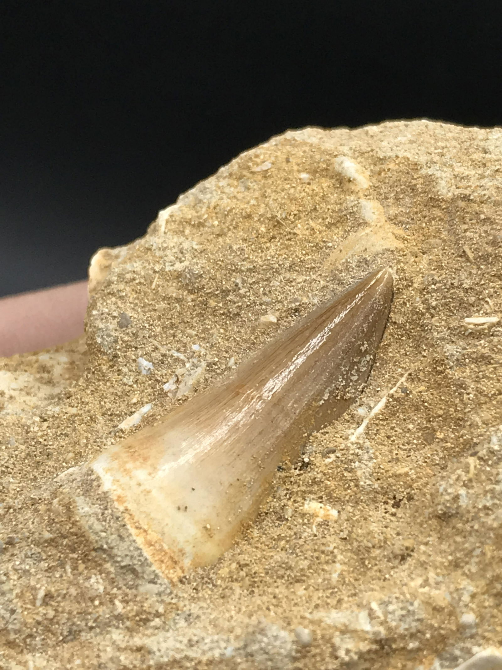 Dinosaur, Fossil, Natural, Collectible, Specimen, Tooth: Fossil Mososaur Tooth in Natural Matrix Cretaceous Morocco