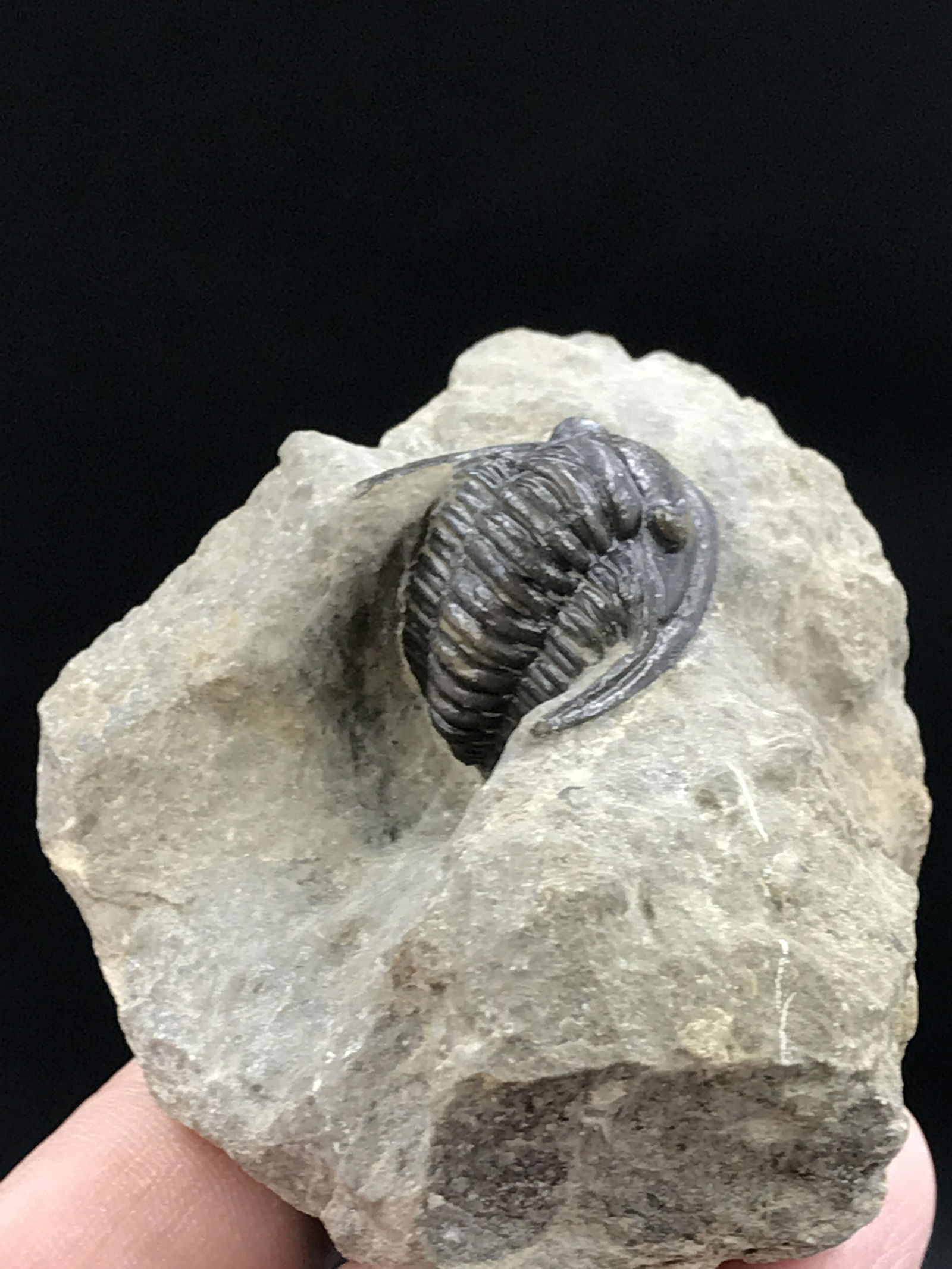Trilobite, Fossil, Rock, Natural, Collectible, Specimen: Fossil Trilobite Cornuproteous Morocco 6oz
