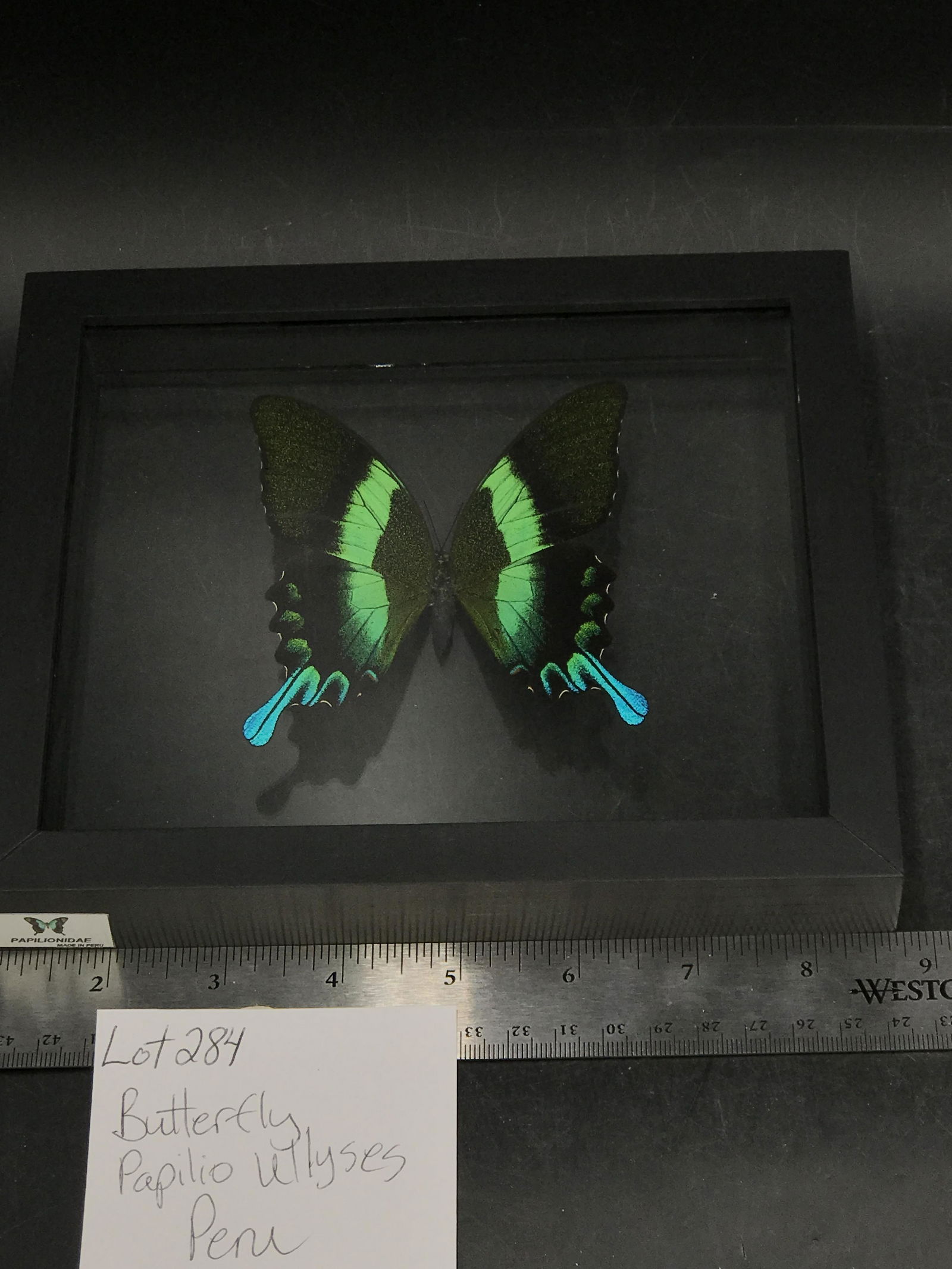 Butterfly, Natural, Decor, Collectible, Insect (1 of 4)