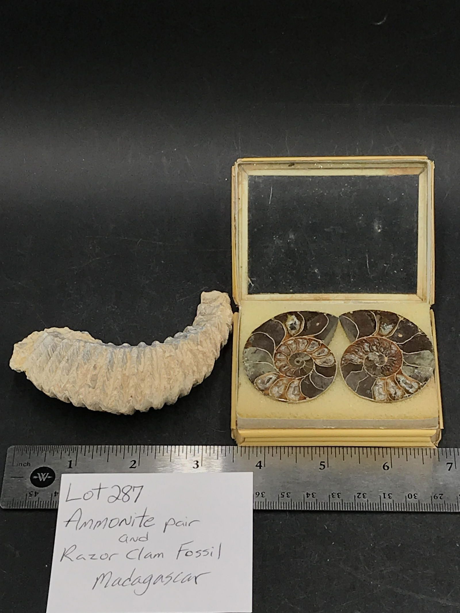 Ammonite, Clam, Fossil, Rock, Natural, Collectible, Specimen (1 of 5)