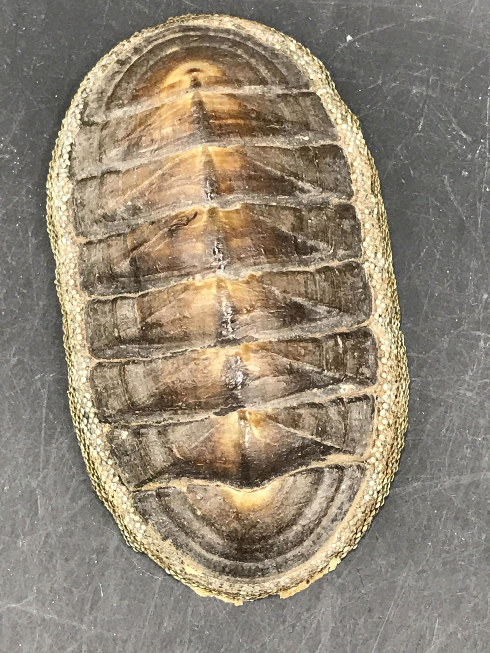 Chiton, Fossil, Rock, Natural, Decor, Collectible, Specimen (1 of 4)
