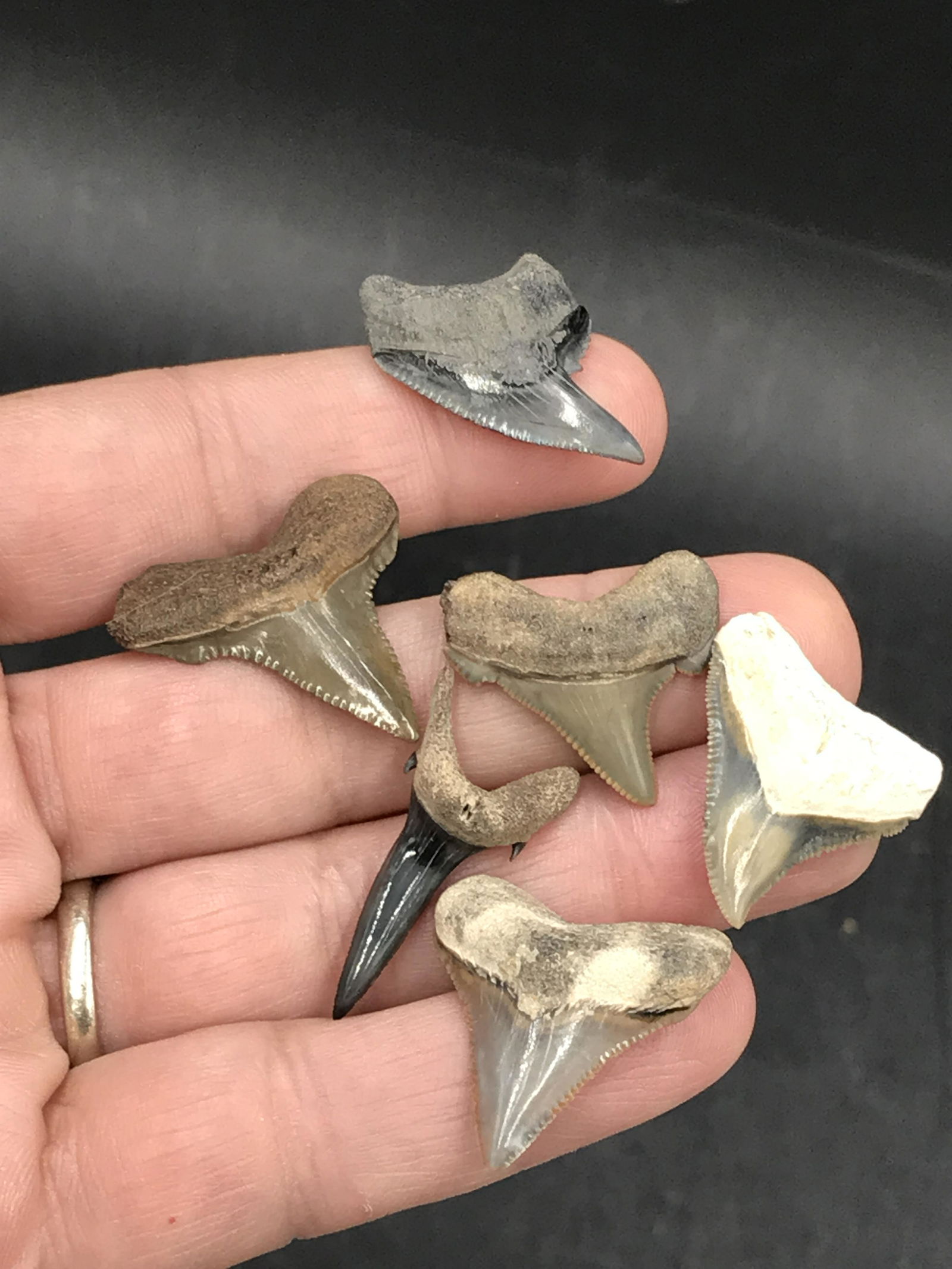 Shark, Fossil, Natural, Collectible, Specimen, Tooth,: Shark Tooth Fossil Group Chubtubensis, Angustidens, Bull, Megalodon, Tiger, Sand Tiger
