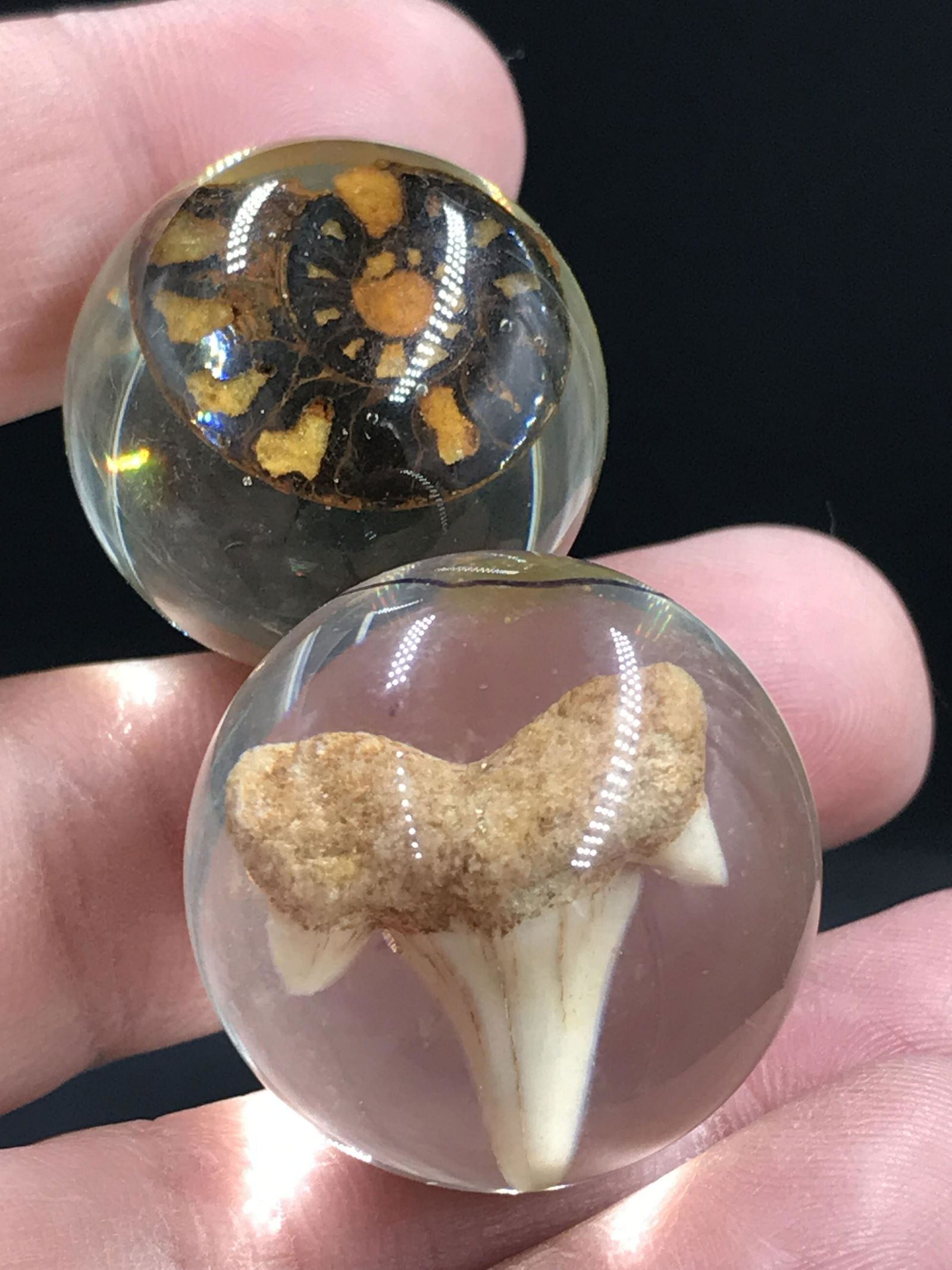 Shark, Tooth, Ammonite, Fossil, Natural, Collectible, Marble: 2 Fossil Acrylic Marbles Ammonite Lamna Shark Tooth Morocco